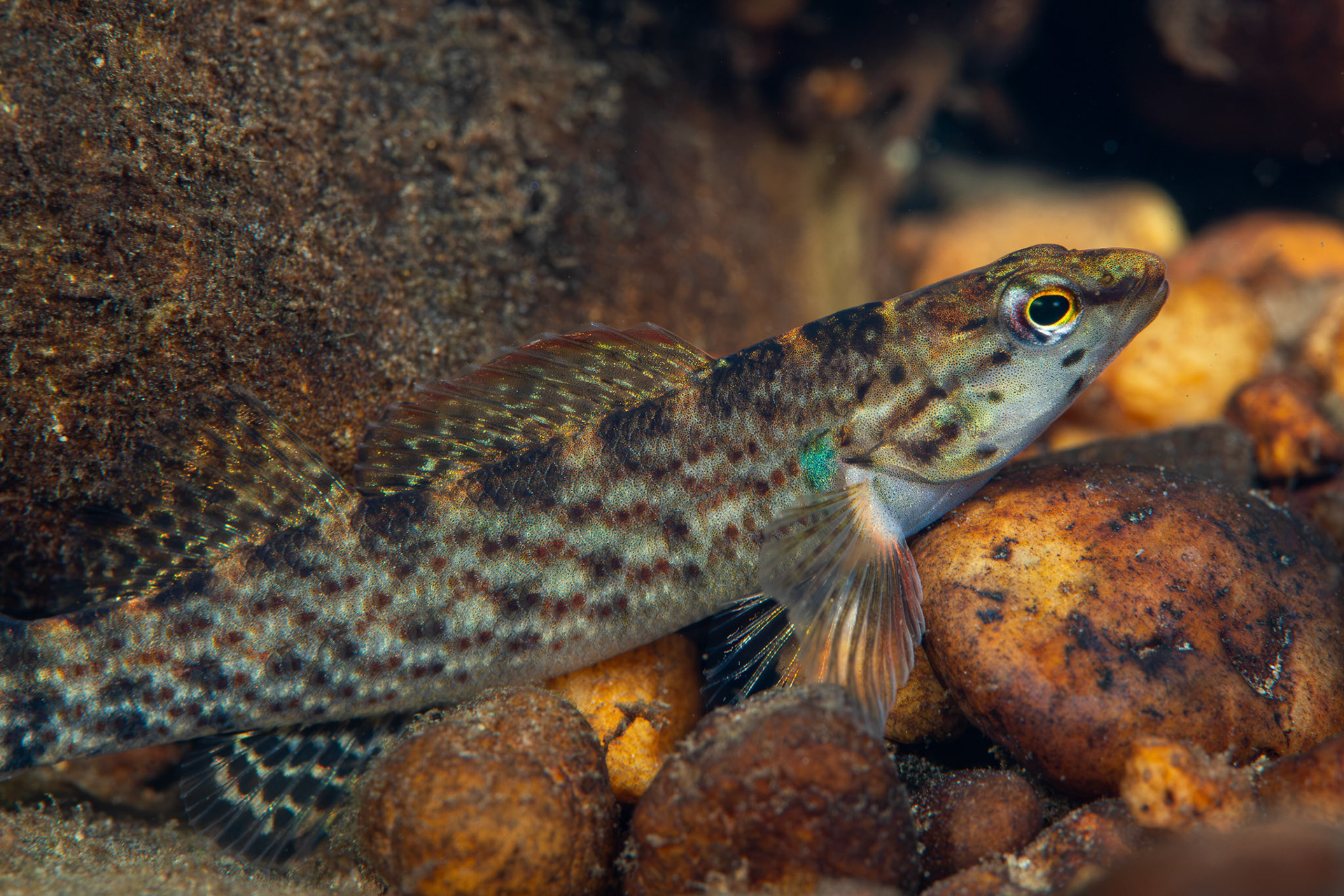 Redline Darter