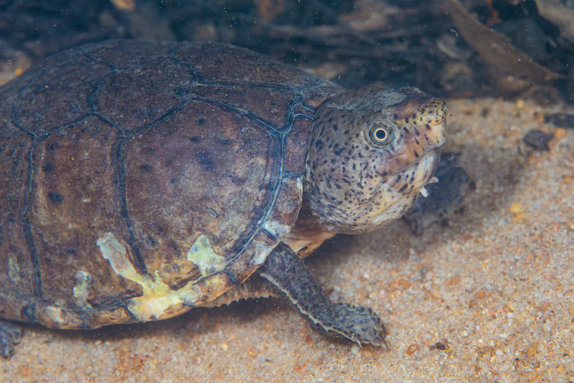 Loggerhead Musk Turtle