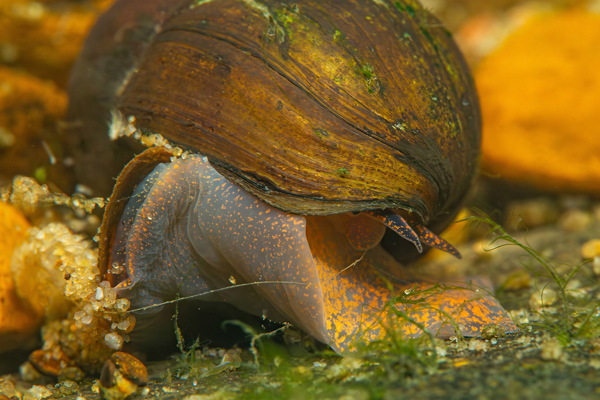 Cylinder Campeloma