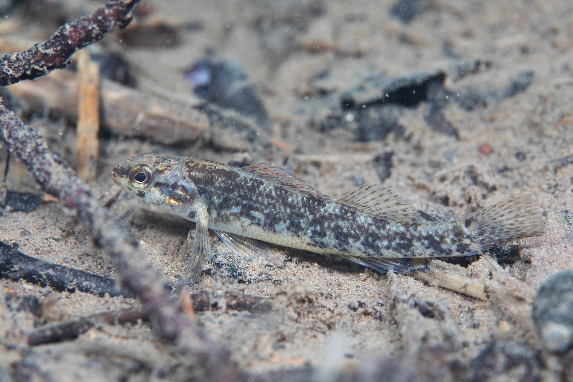 Watercress Darter (Etheostoma nuchale)