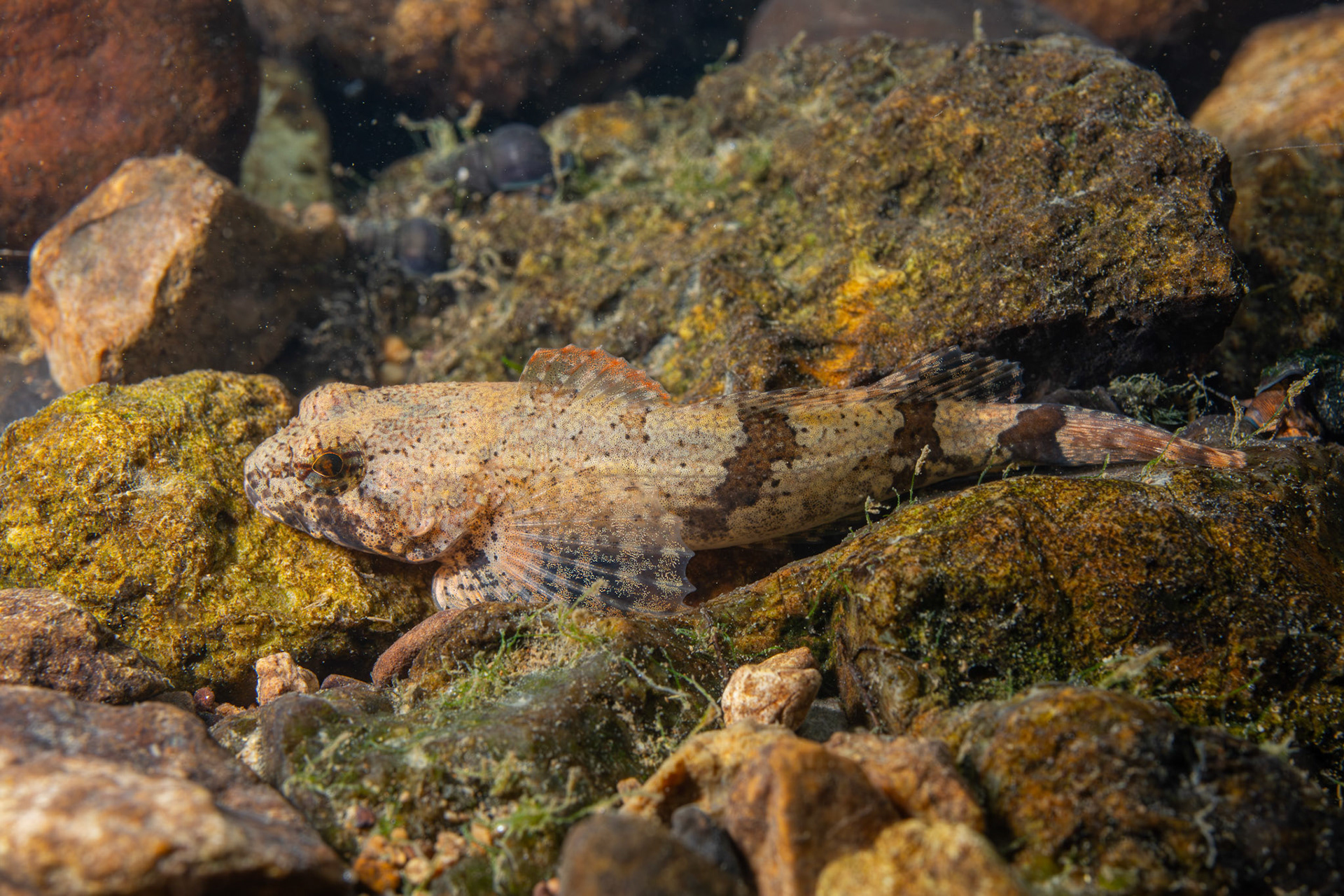 Banded Sculpin
