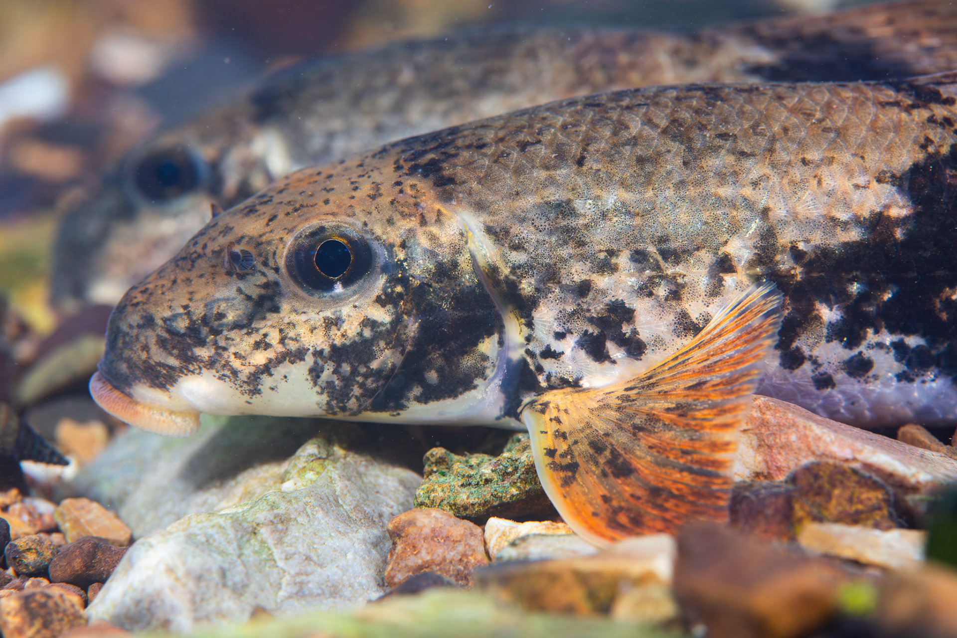 Alabama Hog Sucker (Hypentelium etowanum)