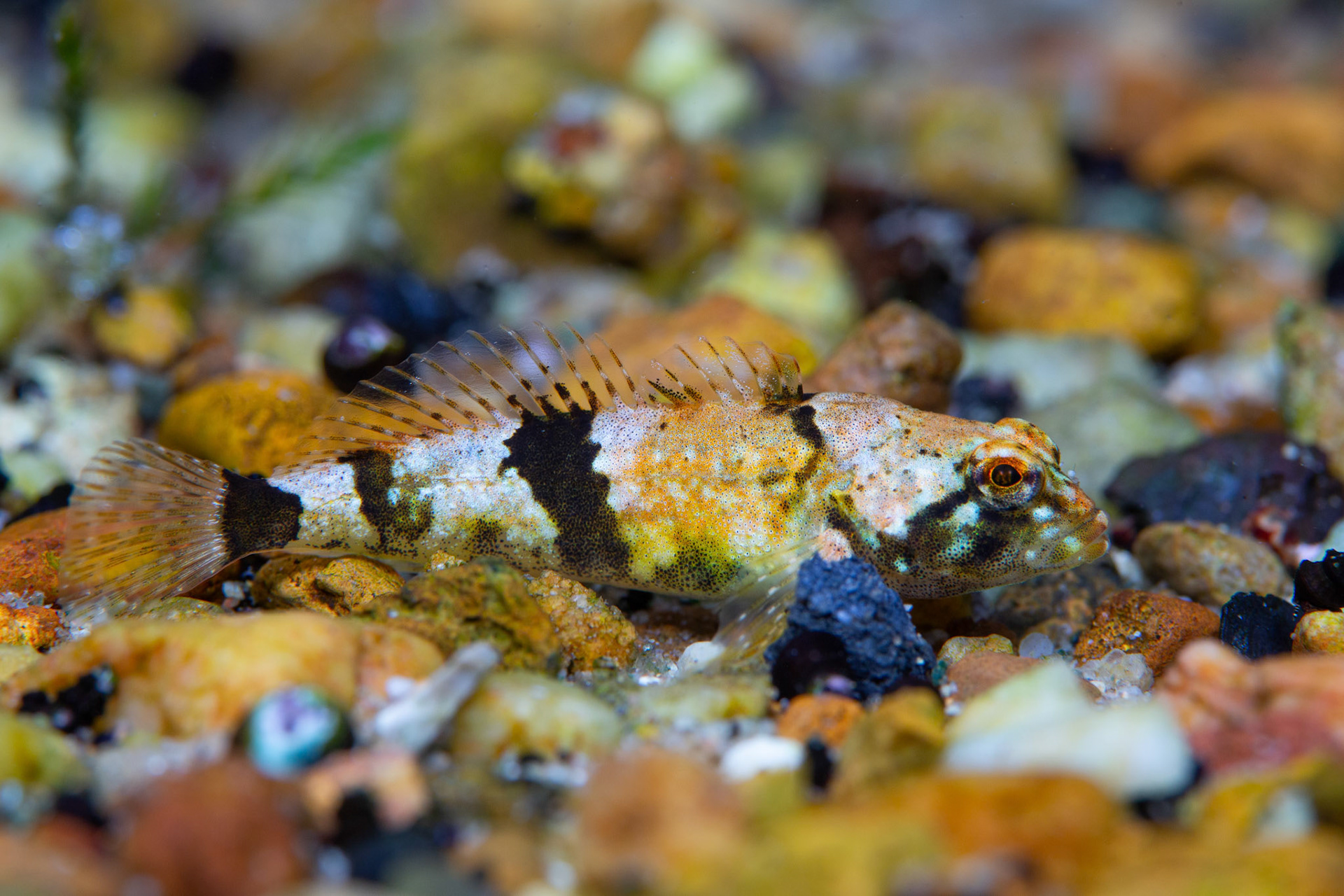 Pygmy Sculpin