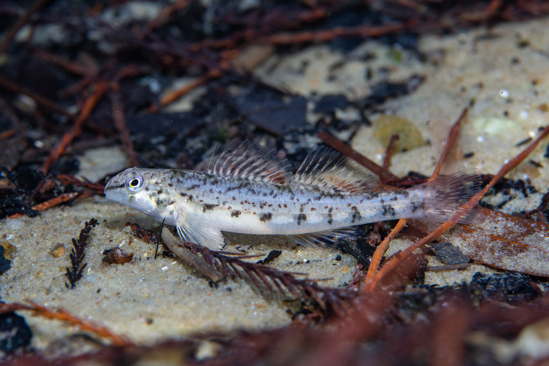 Coastal Darter