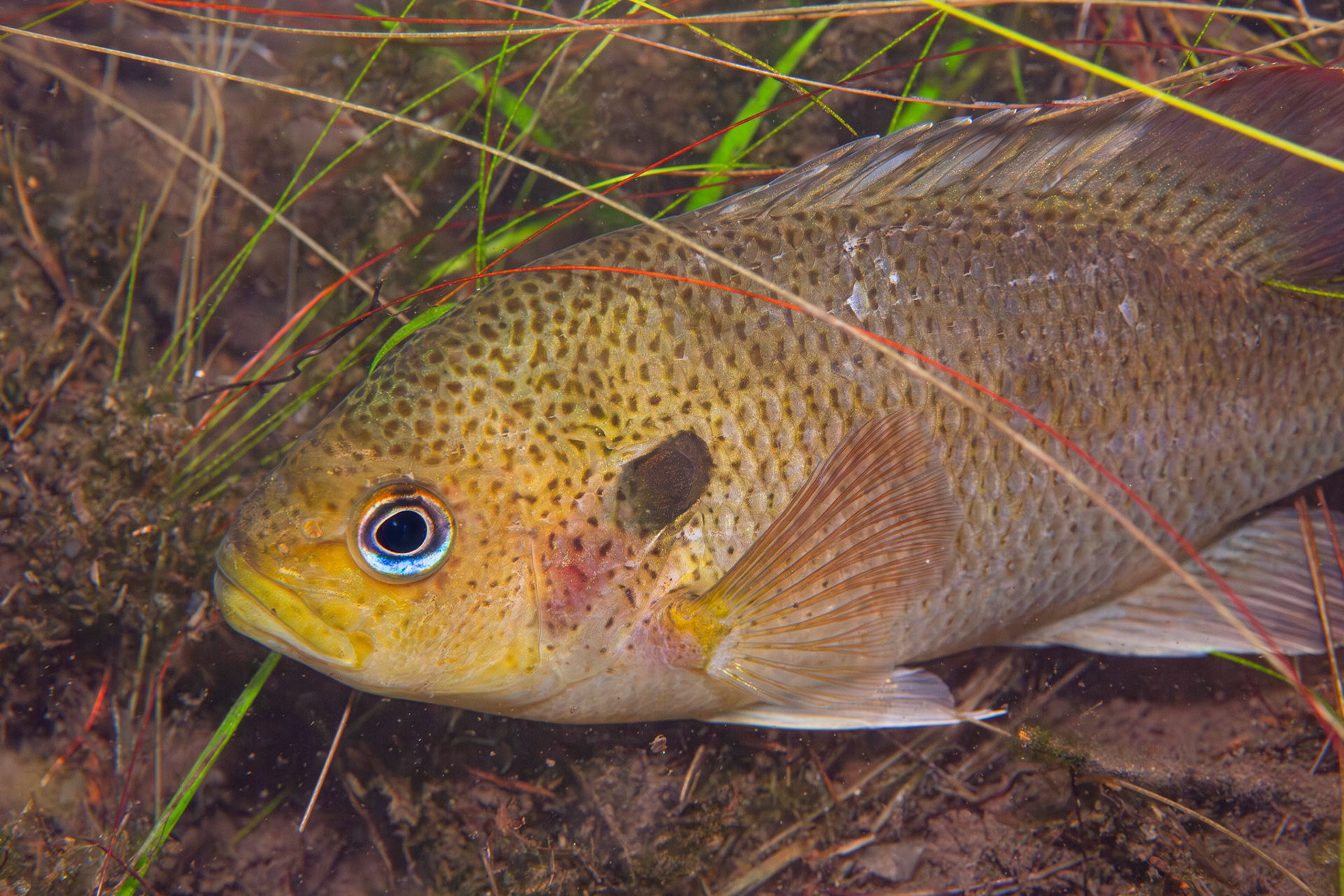 Spotted Sunfish (Lepomis punctatus)