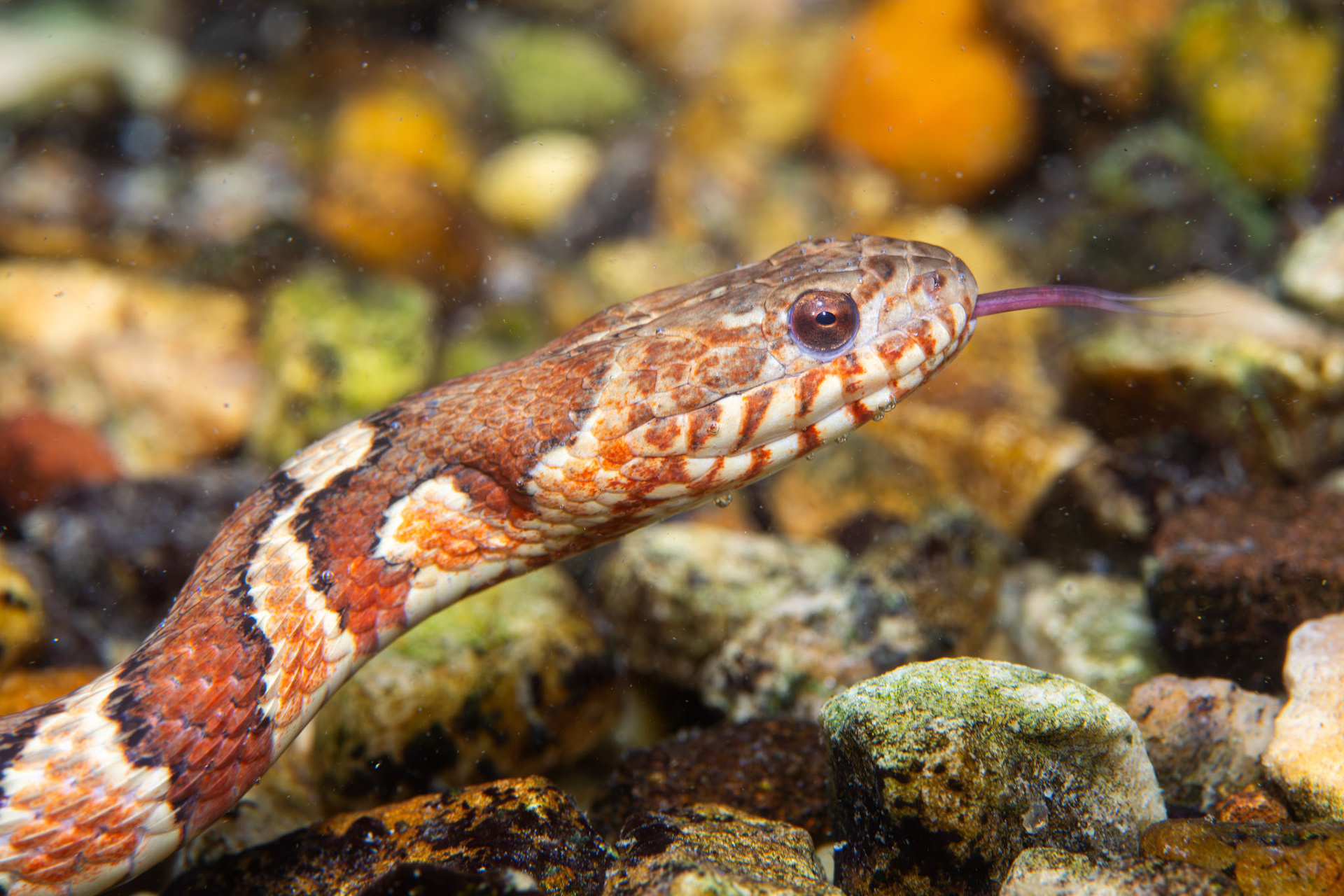 Common Watersnake (Nerodia sipedon)