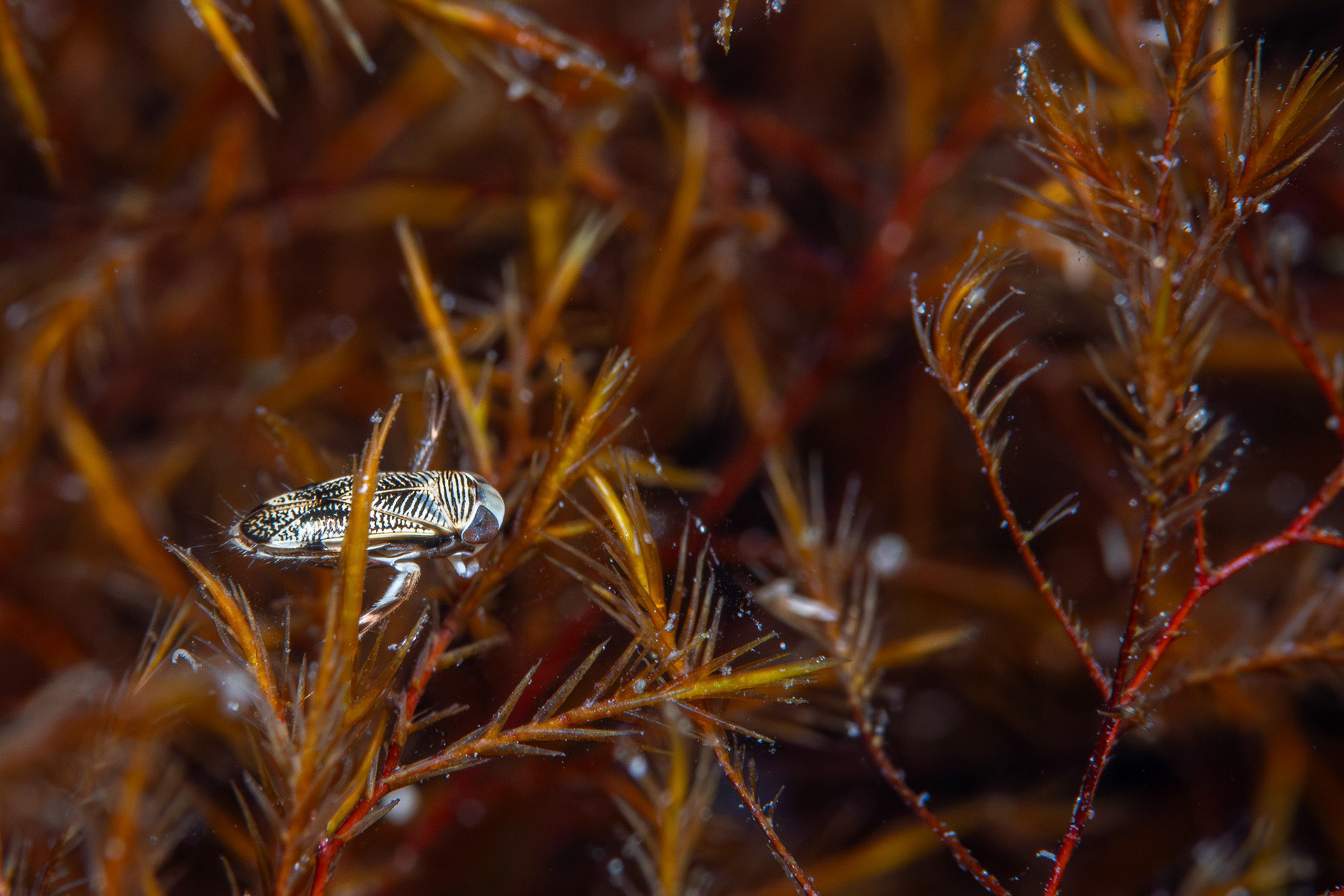 Waterbug