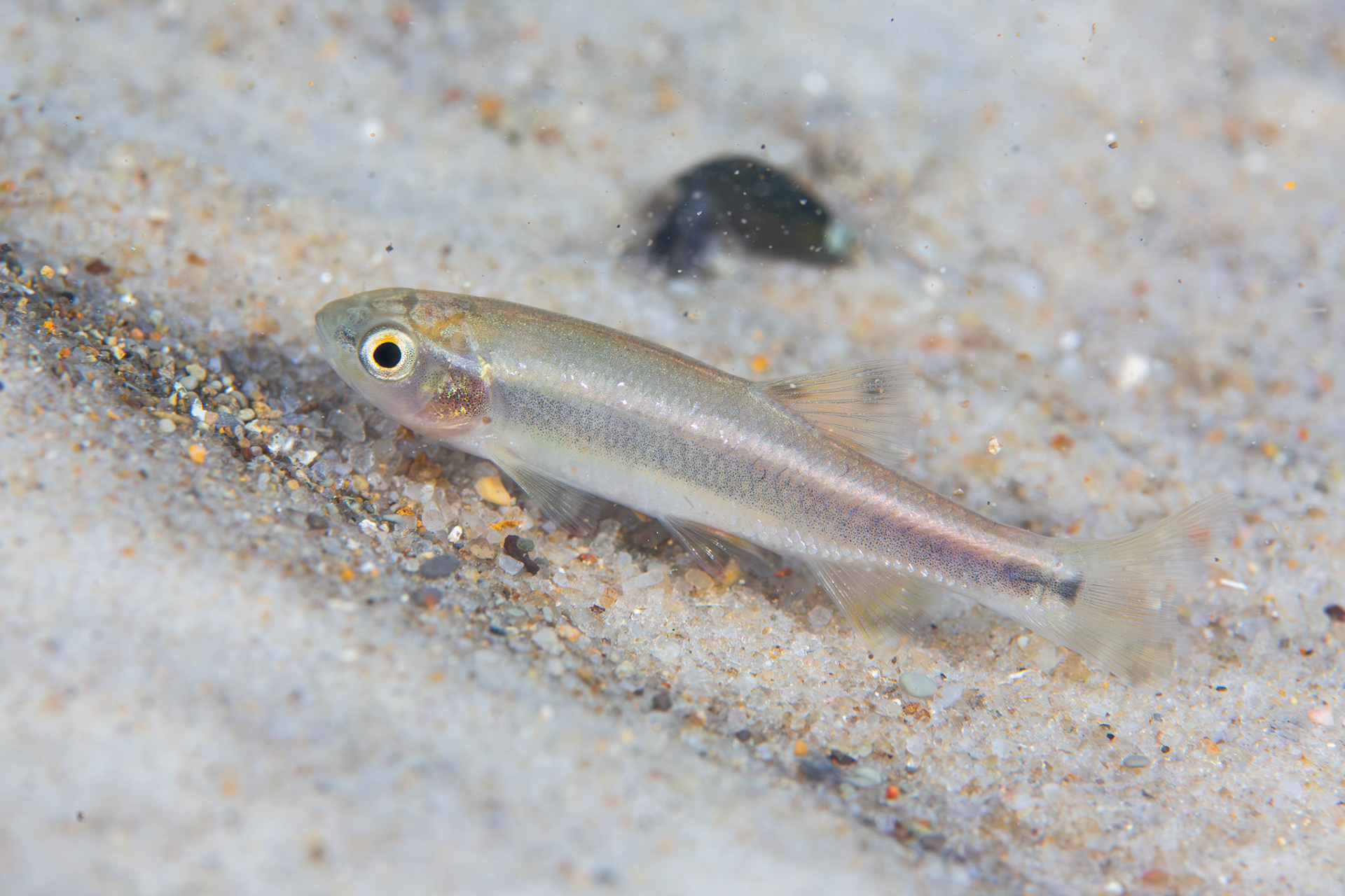 Dixie Chub