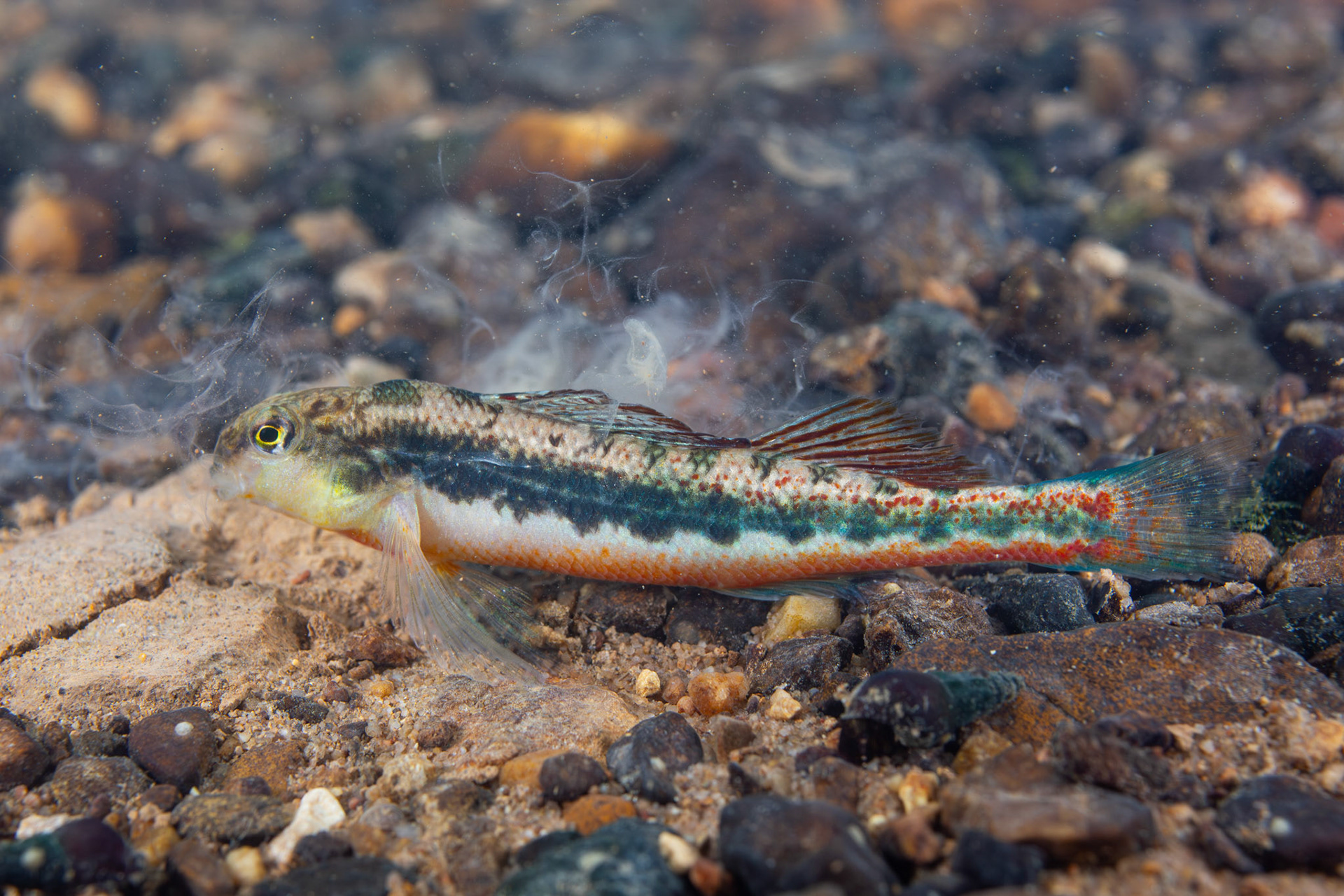 Blacksided Snubnose Darter