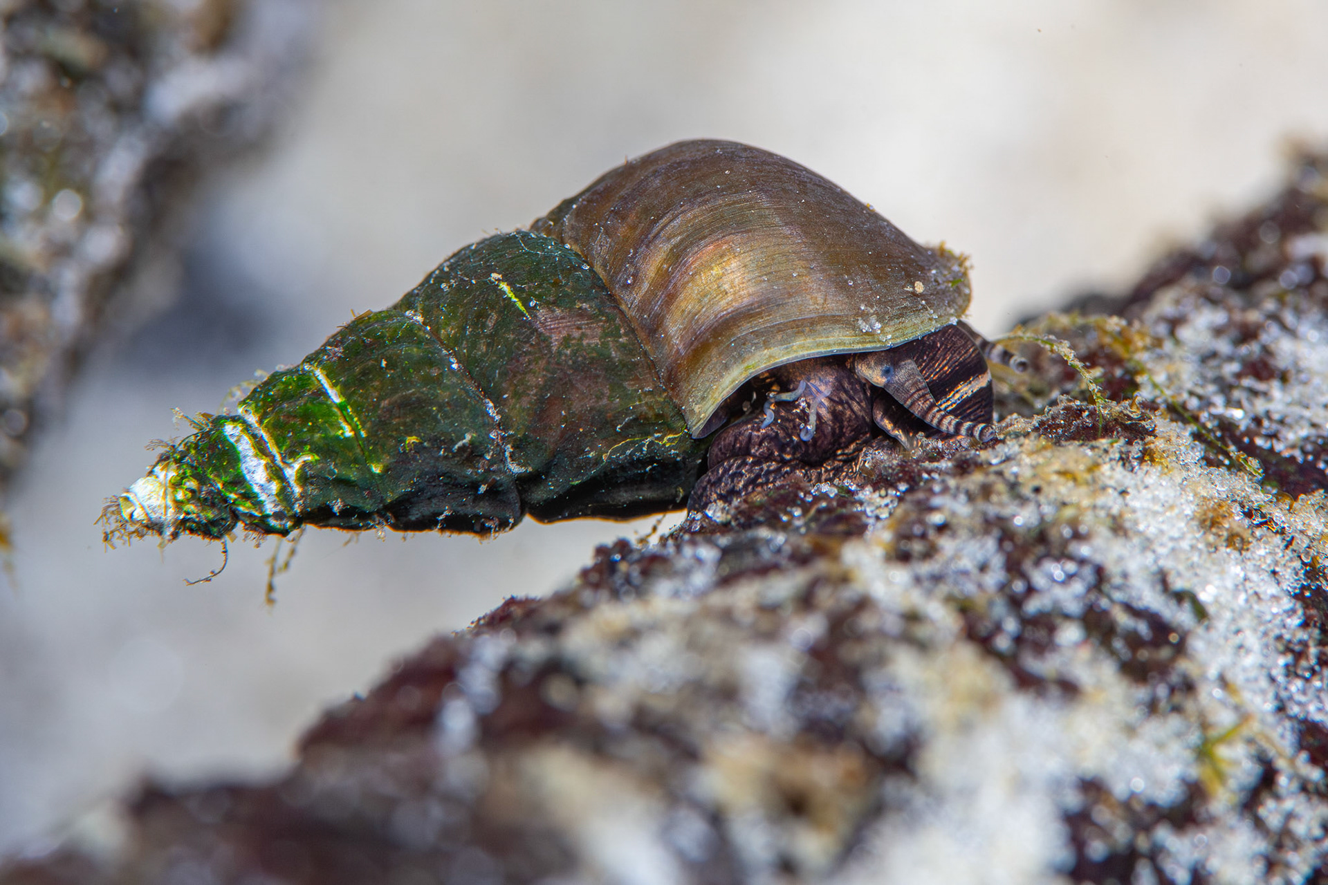 Elimia sp.