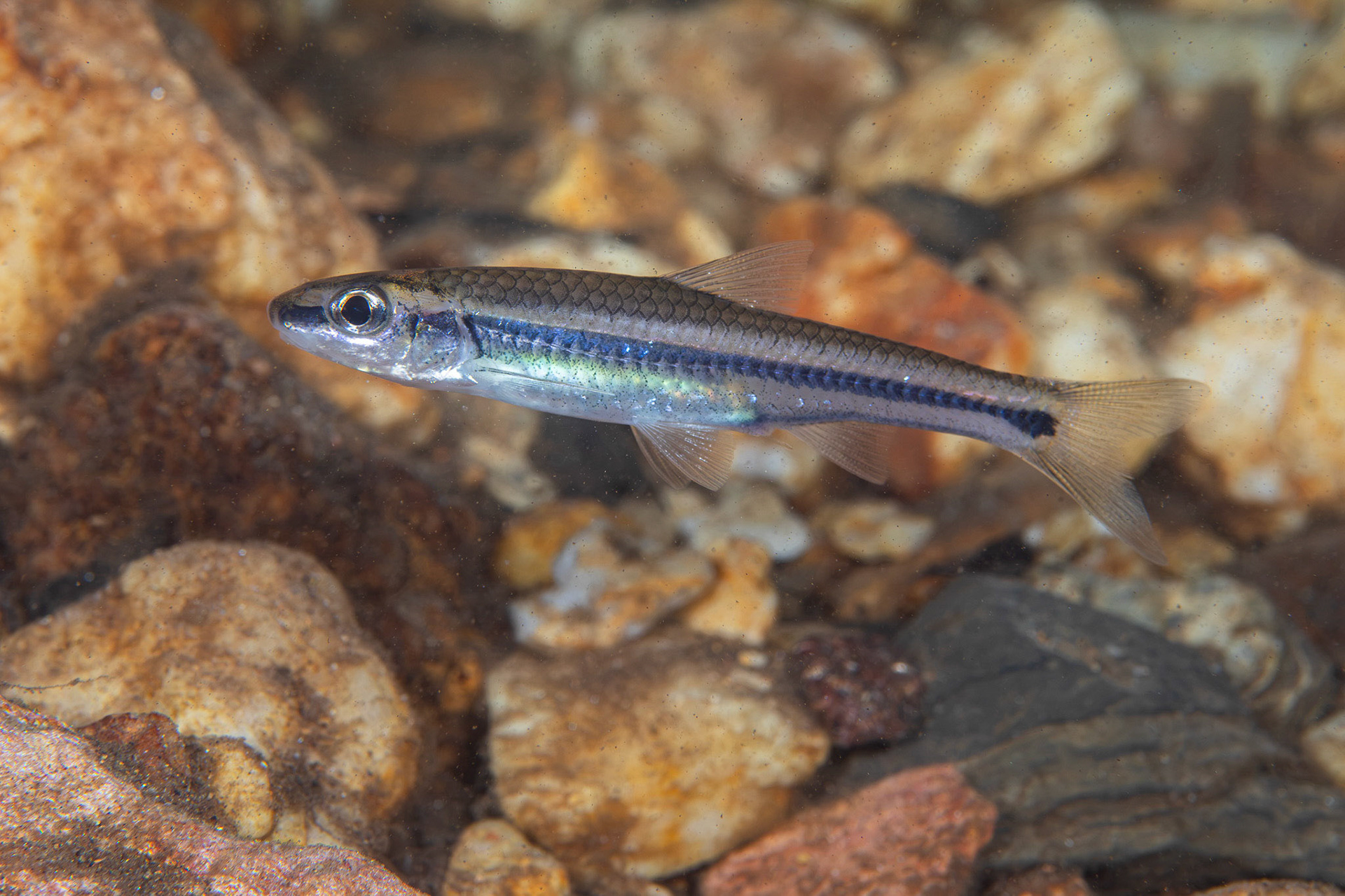 Lined Chub
