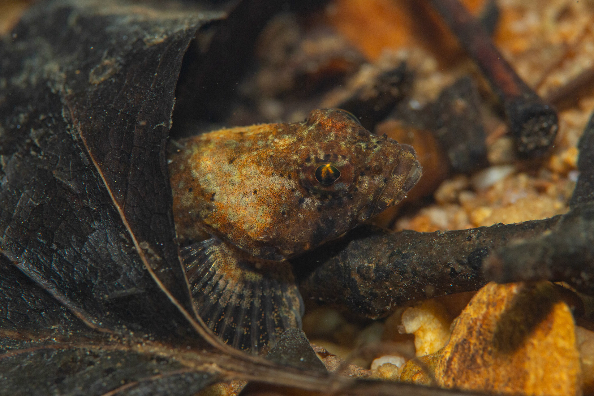 Banded Sculpin