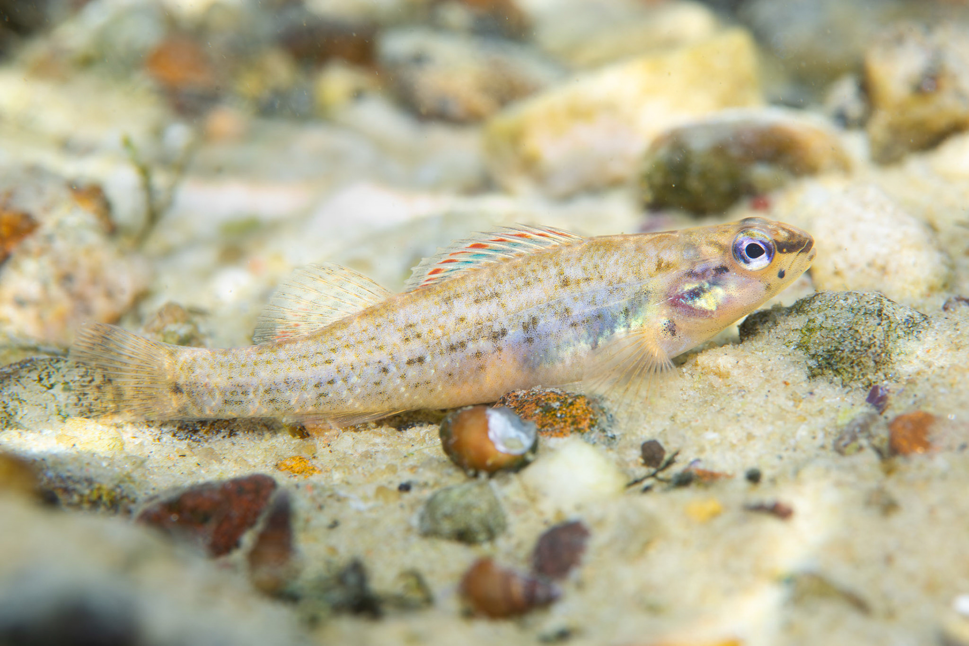 Gulf Darter