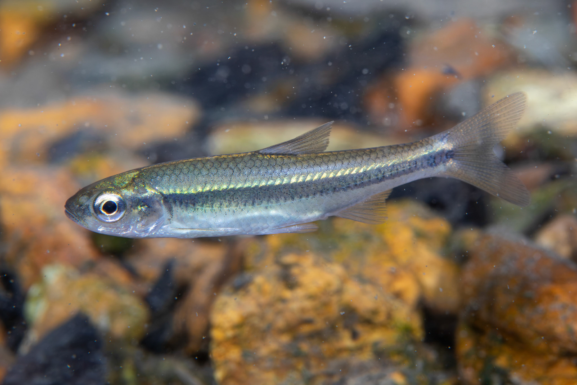 Striped Shiner