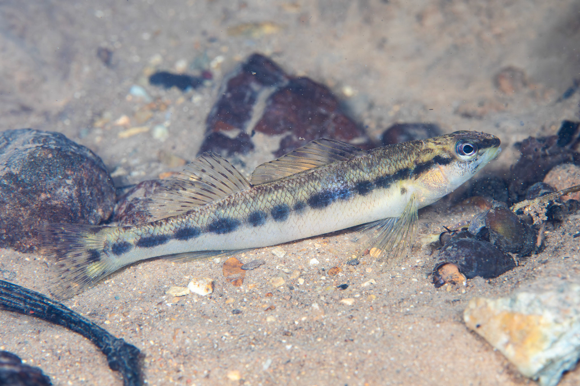 Blackbanded Darter