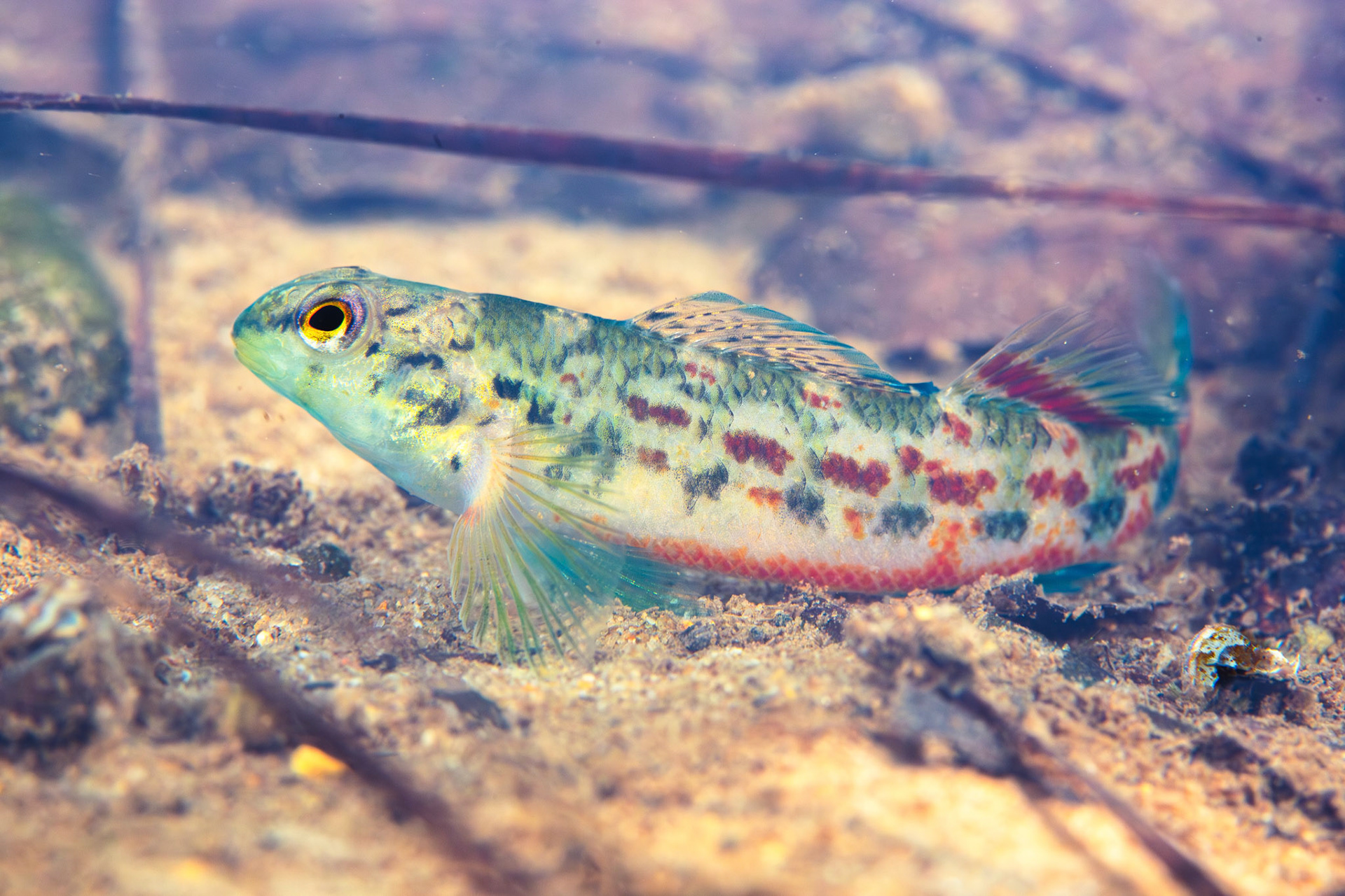 Alabama Darter (Etheostoma ramseyi)