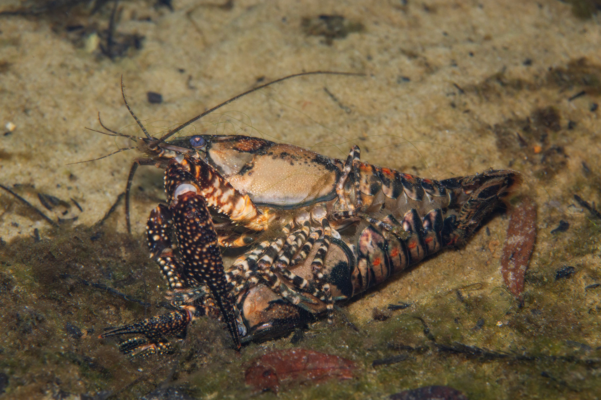 White-tubercled Crayfish