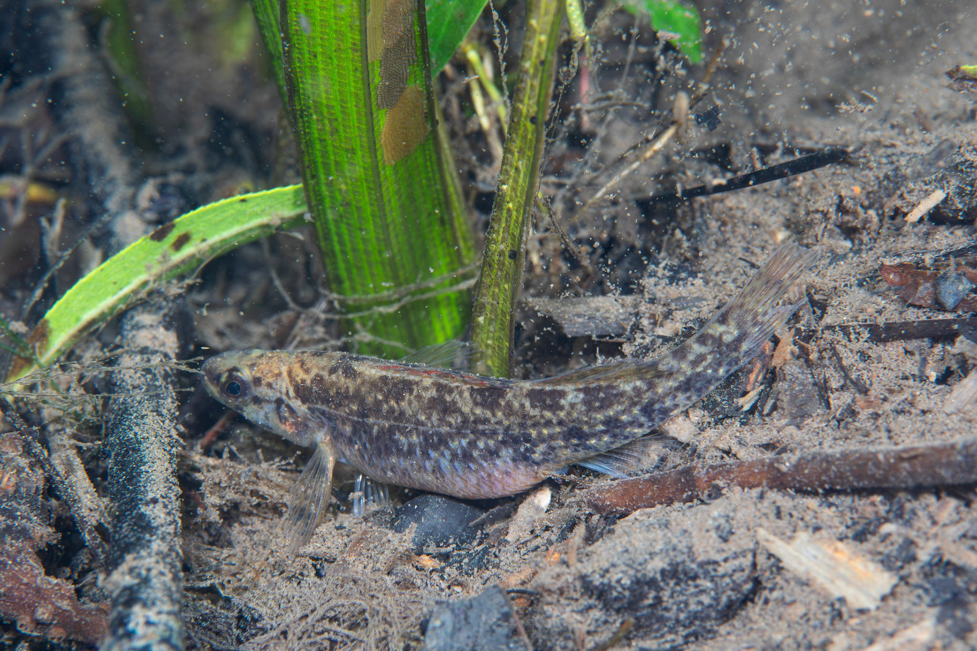 Watercress Darter (Etheostoma nuchale)