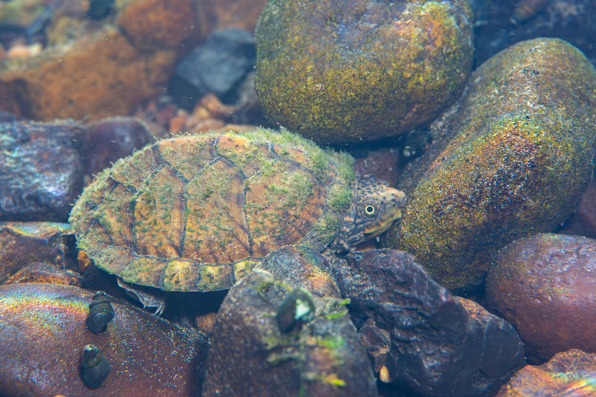 Stripe-necked Musk Turtle