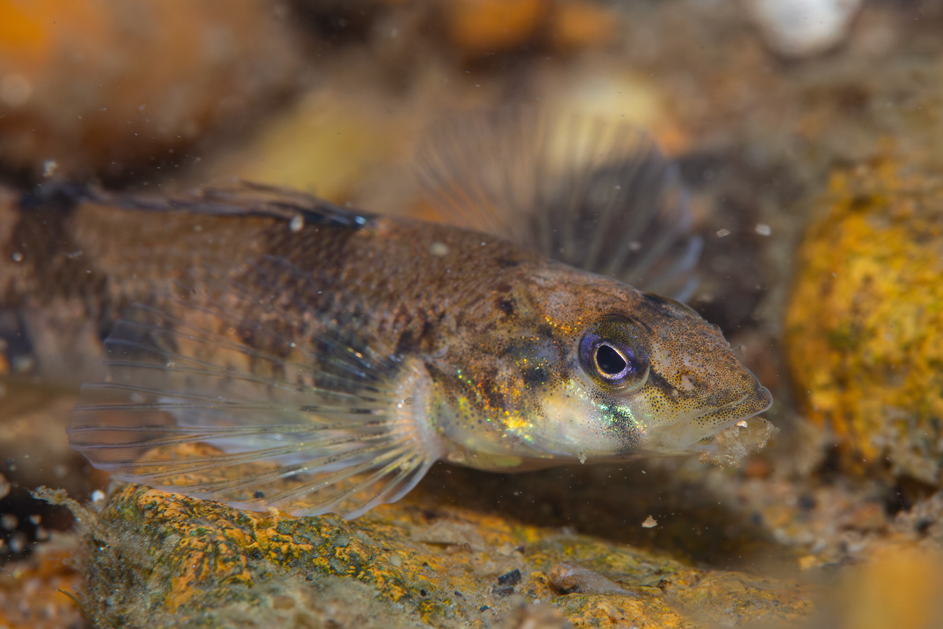 Saddleback Darter