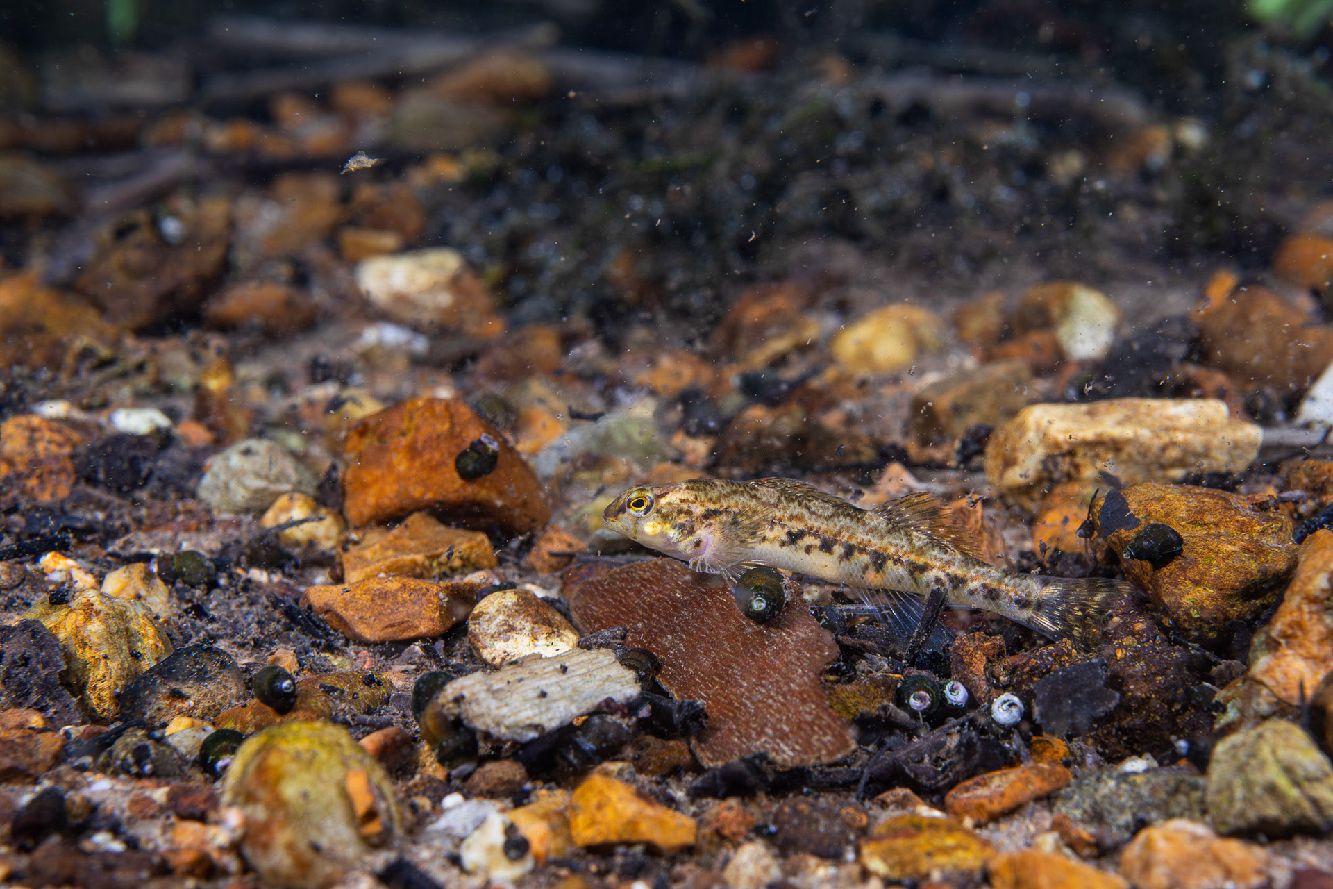 Coosa Darter