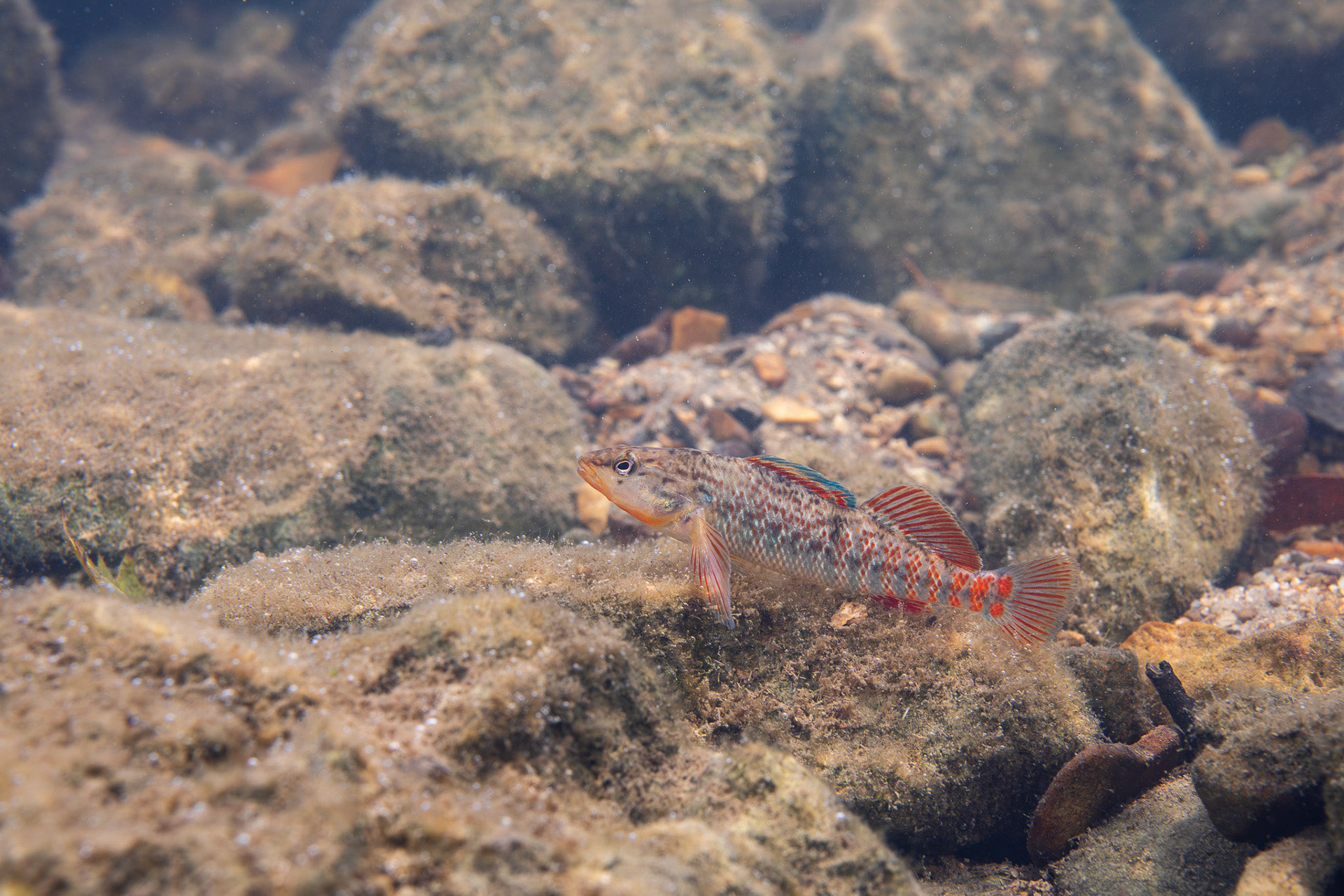 Rainbow Darter