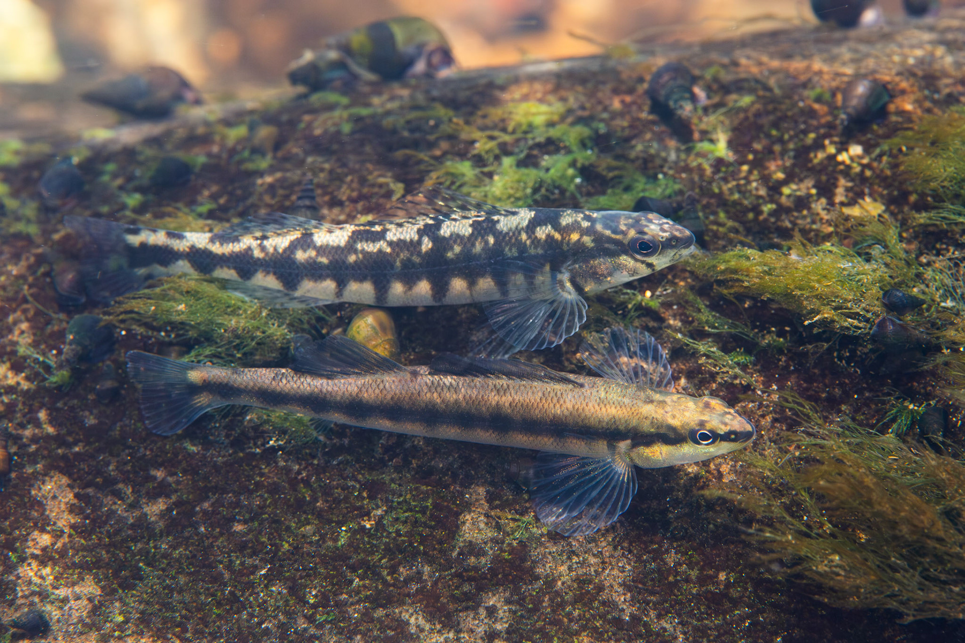 Blackbanded Darter (Percina nigrofasciata)