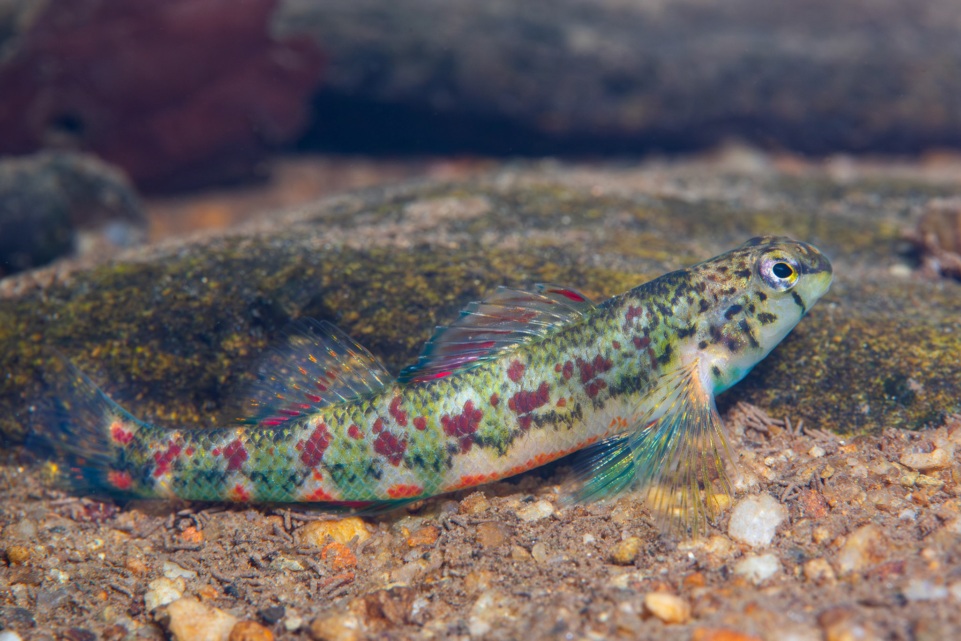 Holiday Darter (Etheostoma brevirostrum)