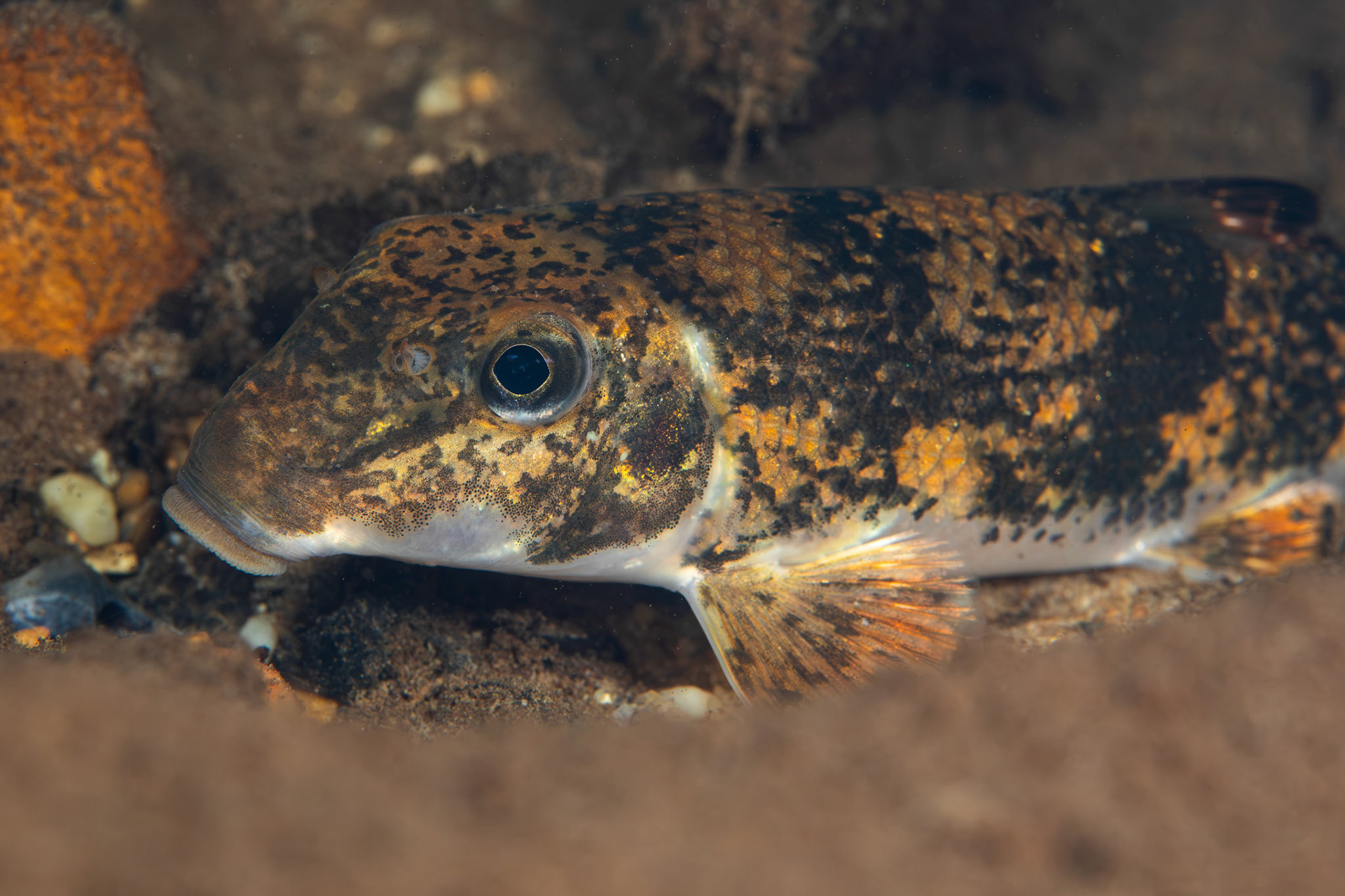 Northern Hogsucker
