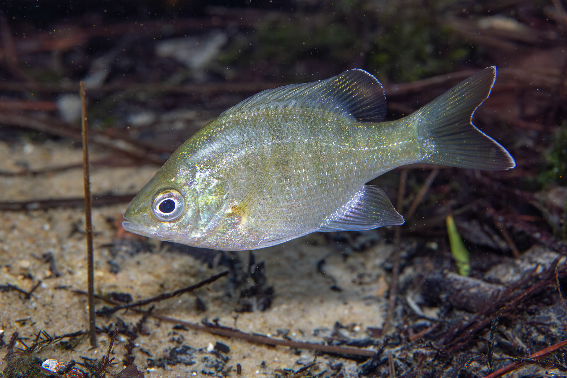 Bluegill