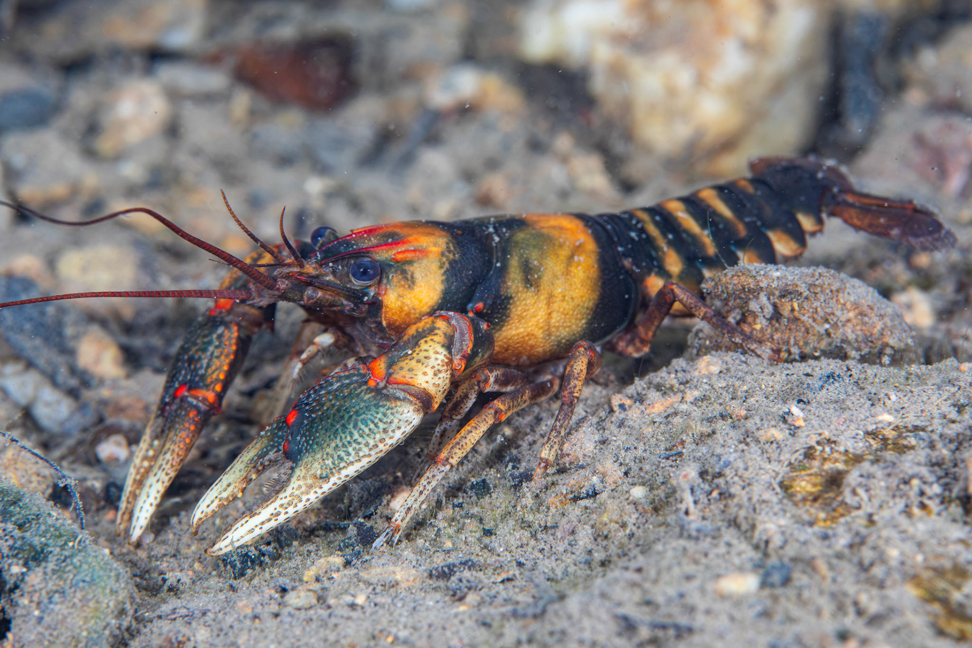 Coosa Crayfish