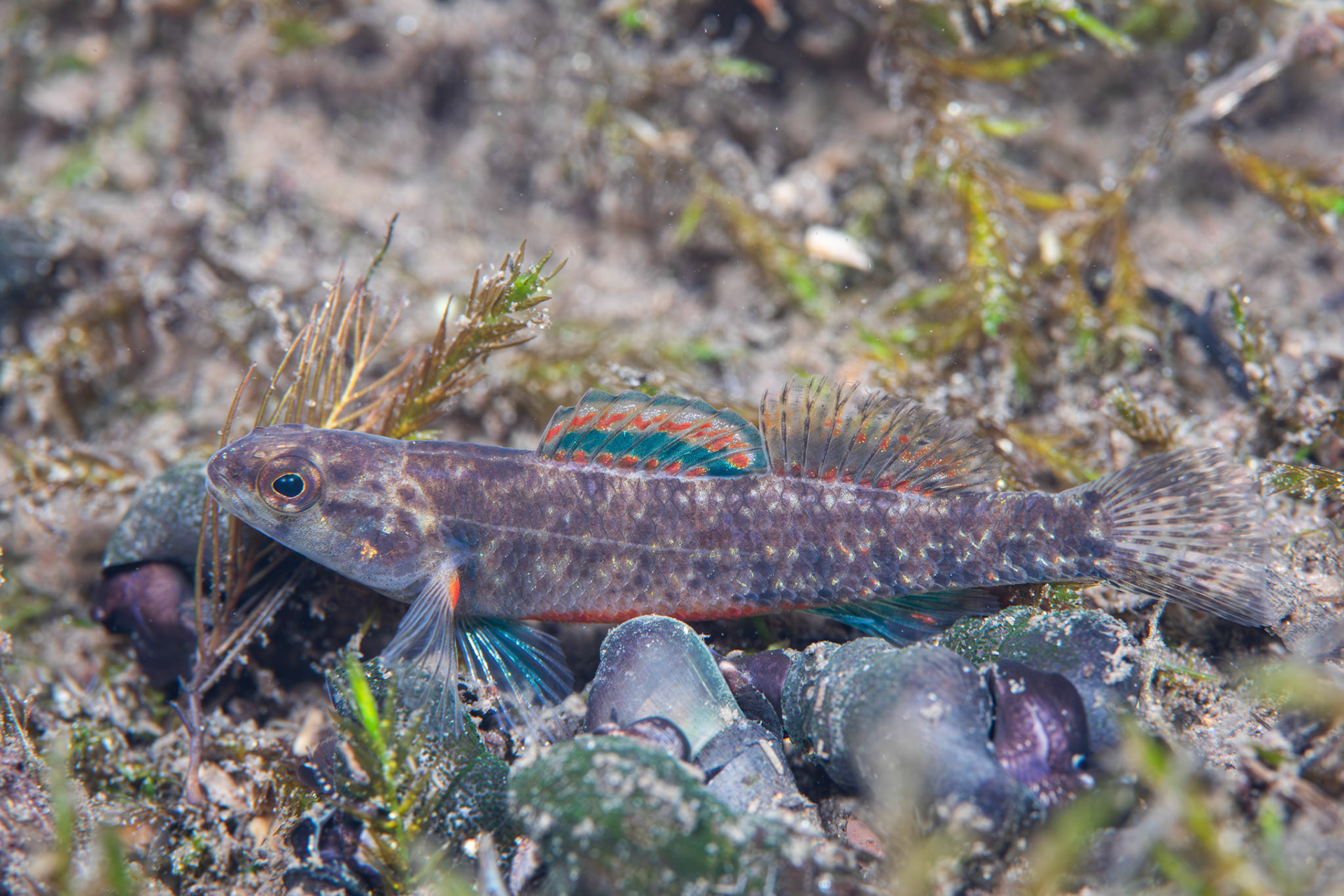 Watercress Darter (Etheostoma nuchale)