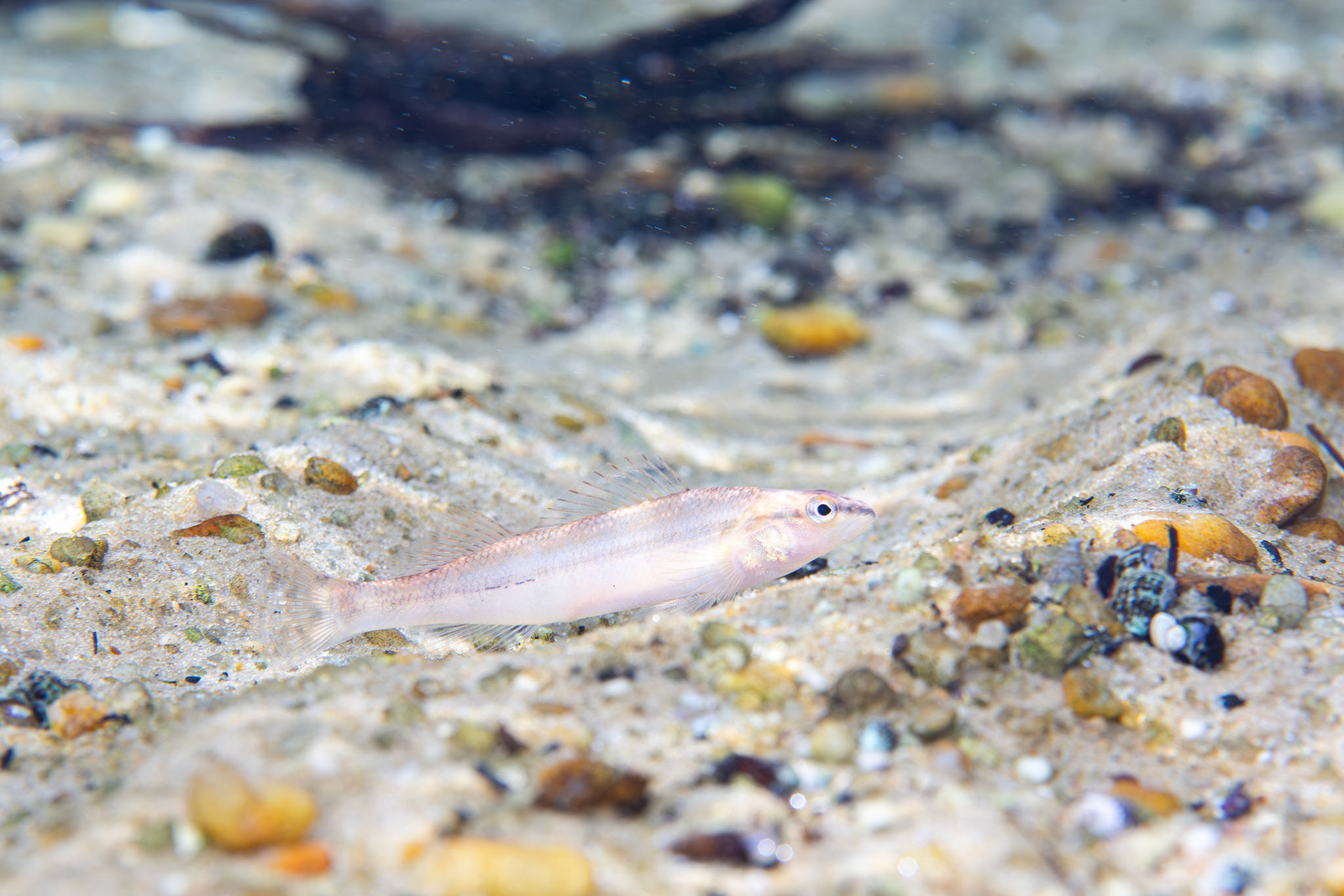 Blackbanded Darter