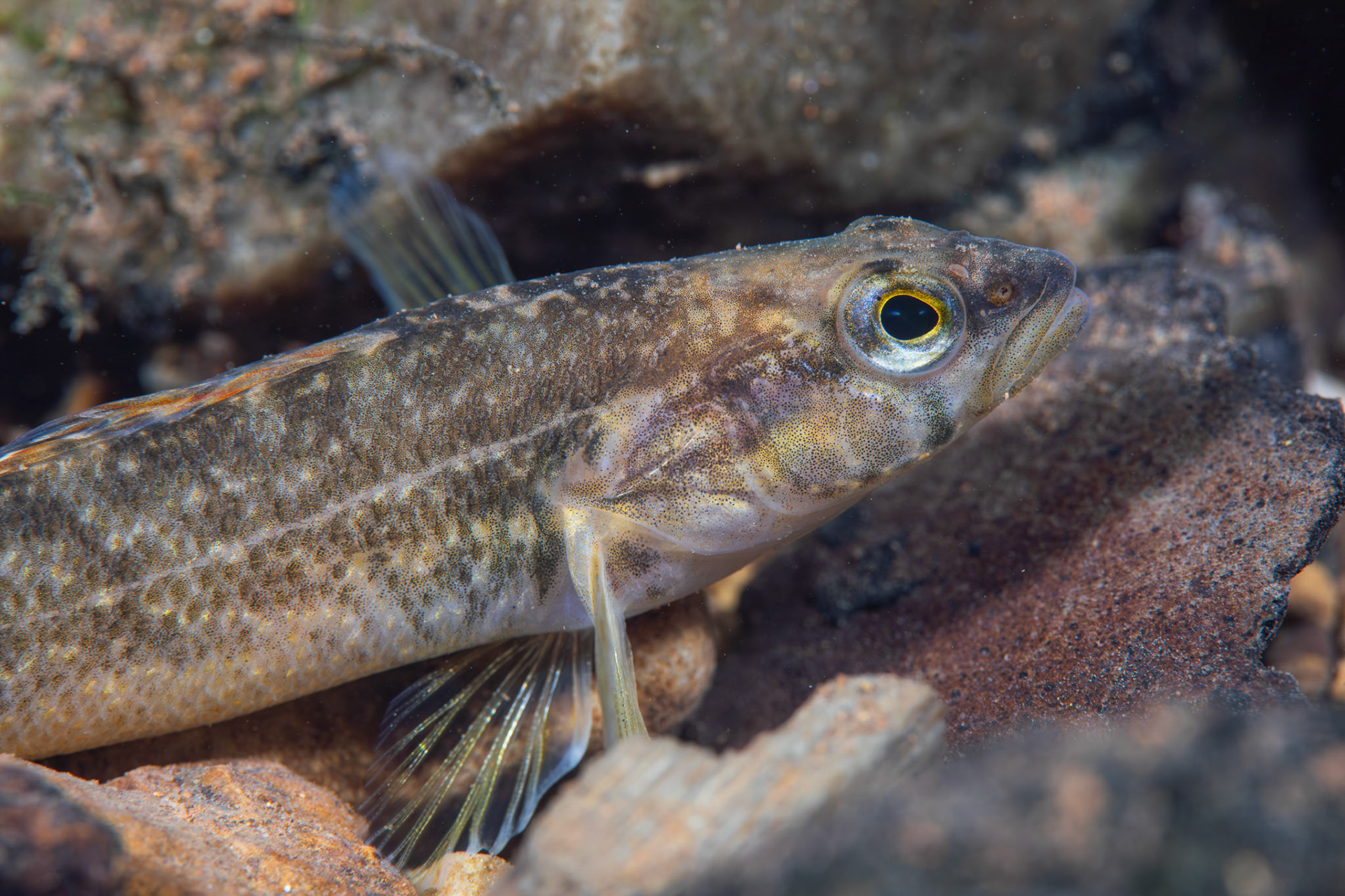 Redspot Darter