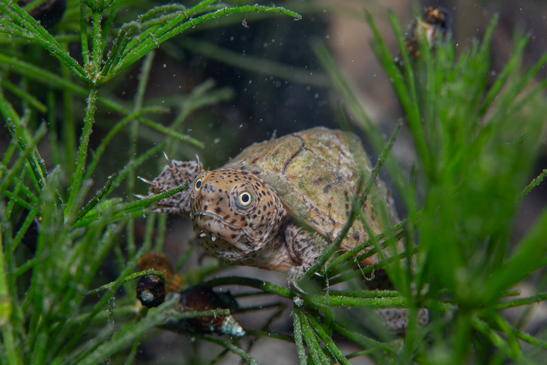 Loggerhead Musk Turtle