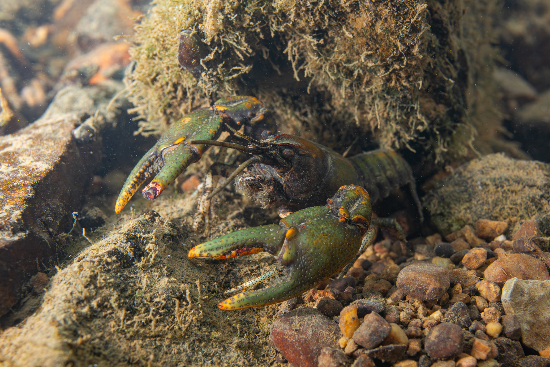Greensaddle Crayfish