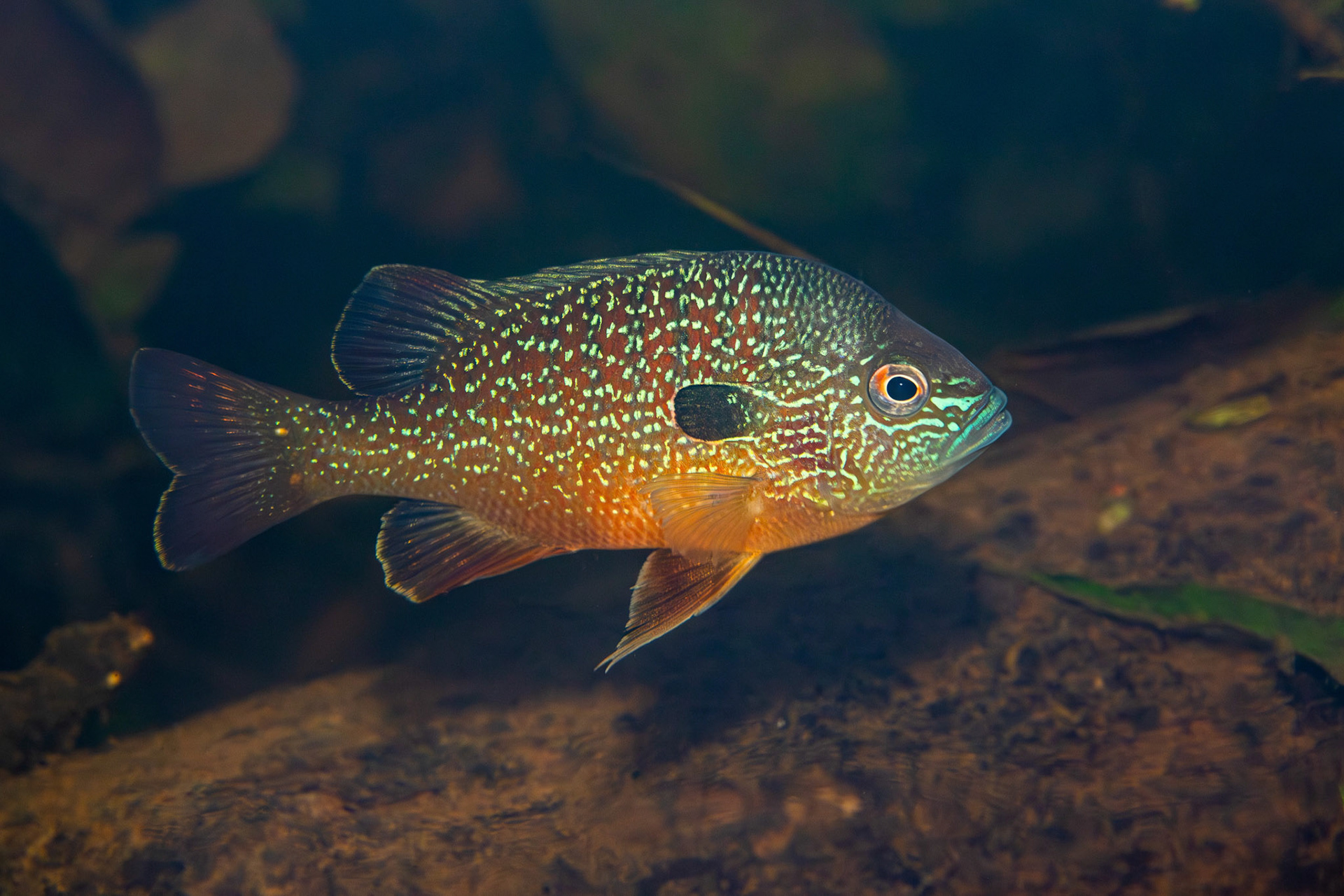 Gulf Longear Sunfish
