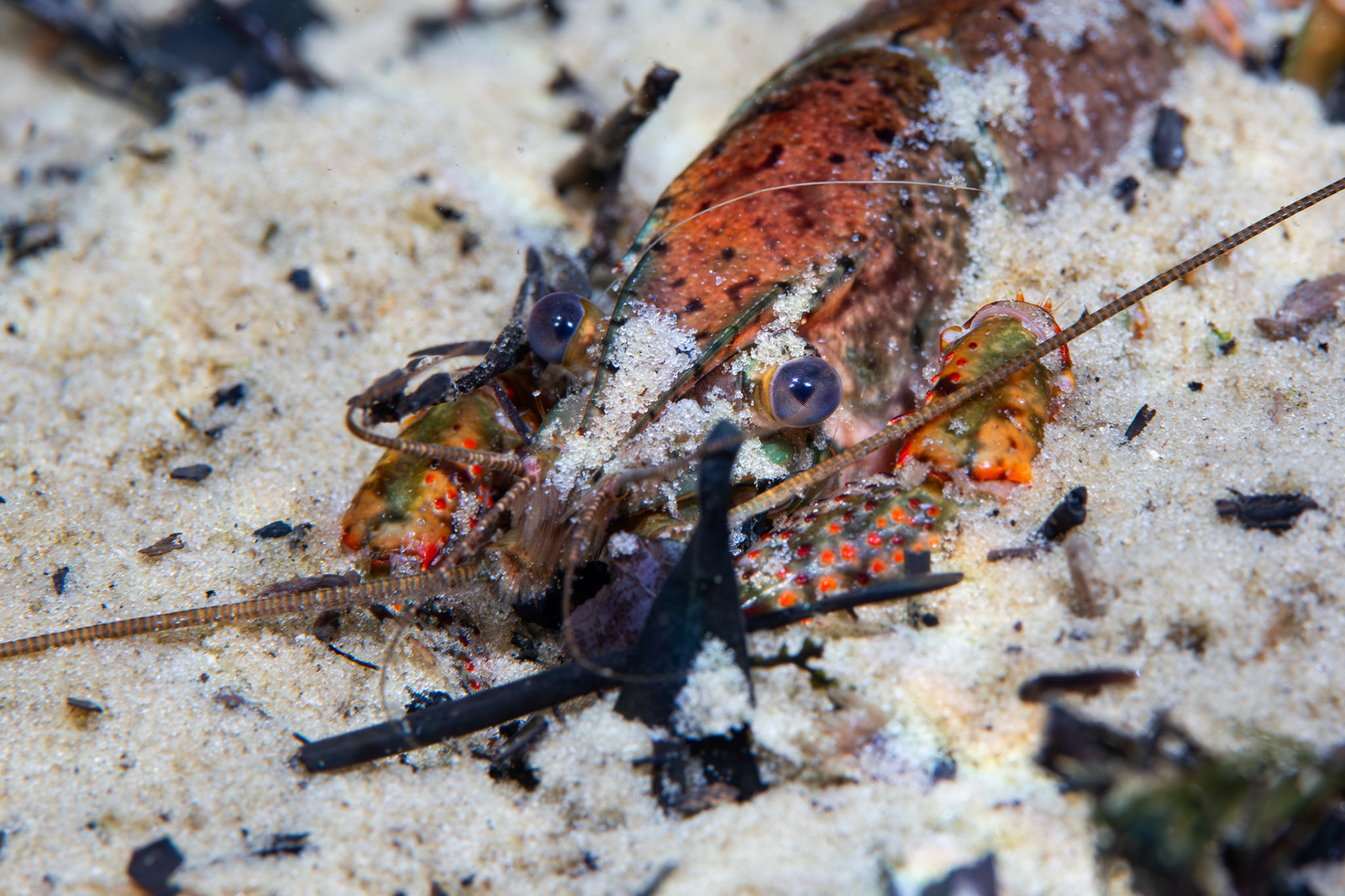 Red Swap Crayfish