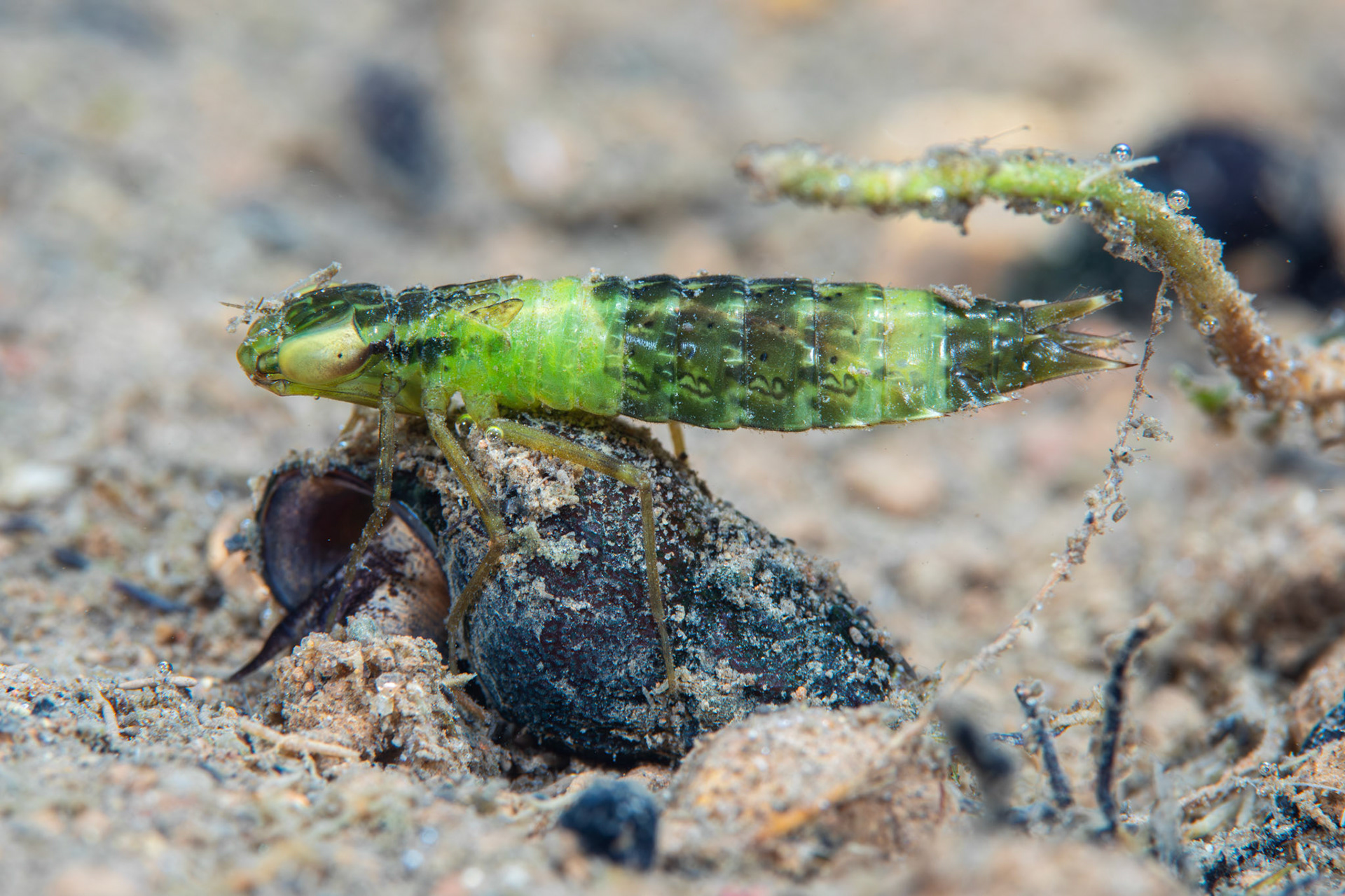 Common Green Darner