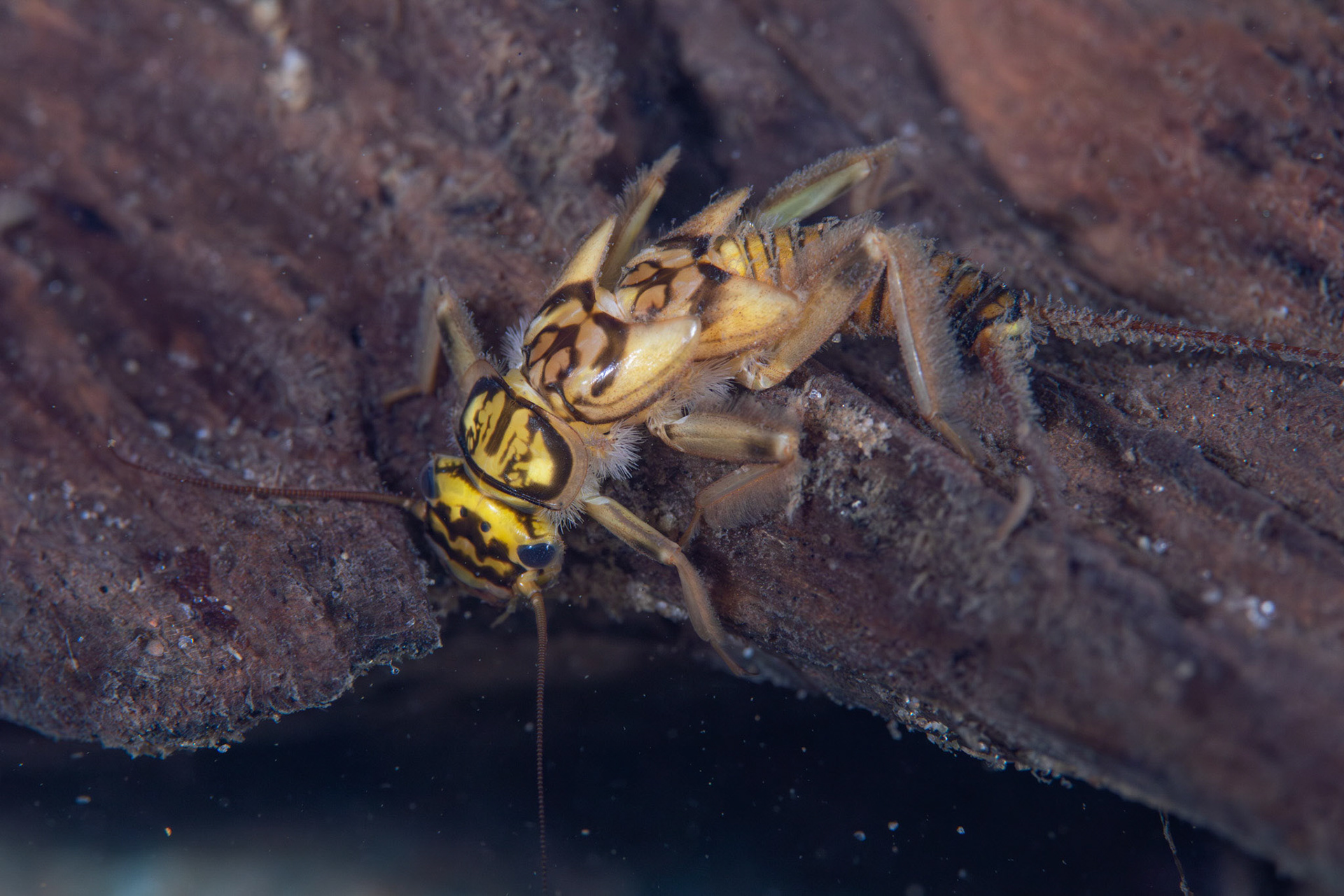 Common Stonefly