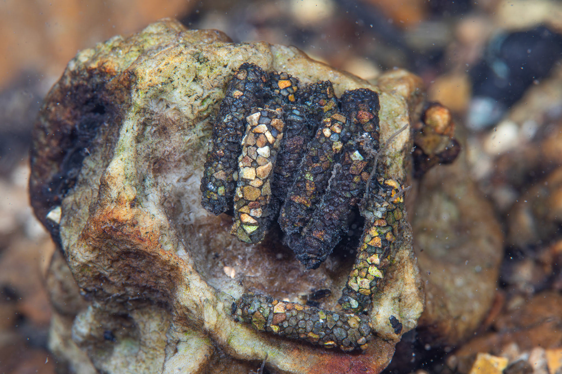 Caddiesfly casings