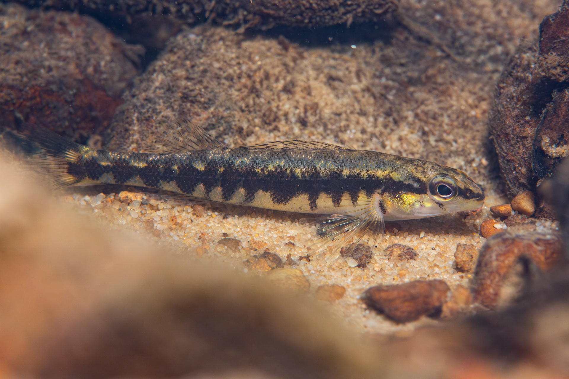 Blackbanded Darter