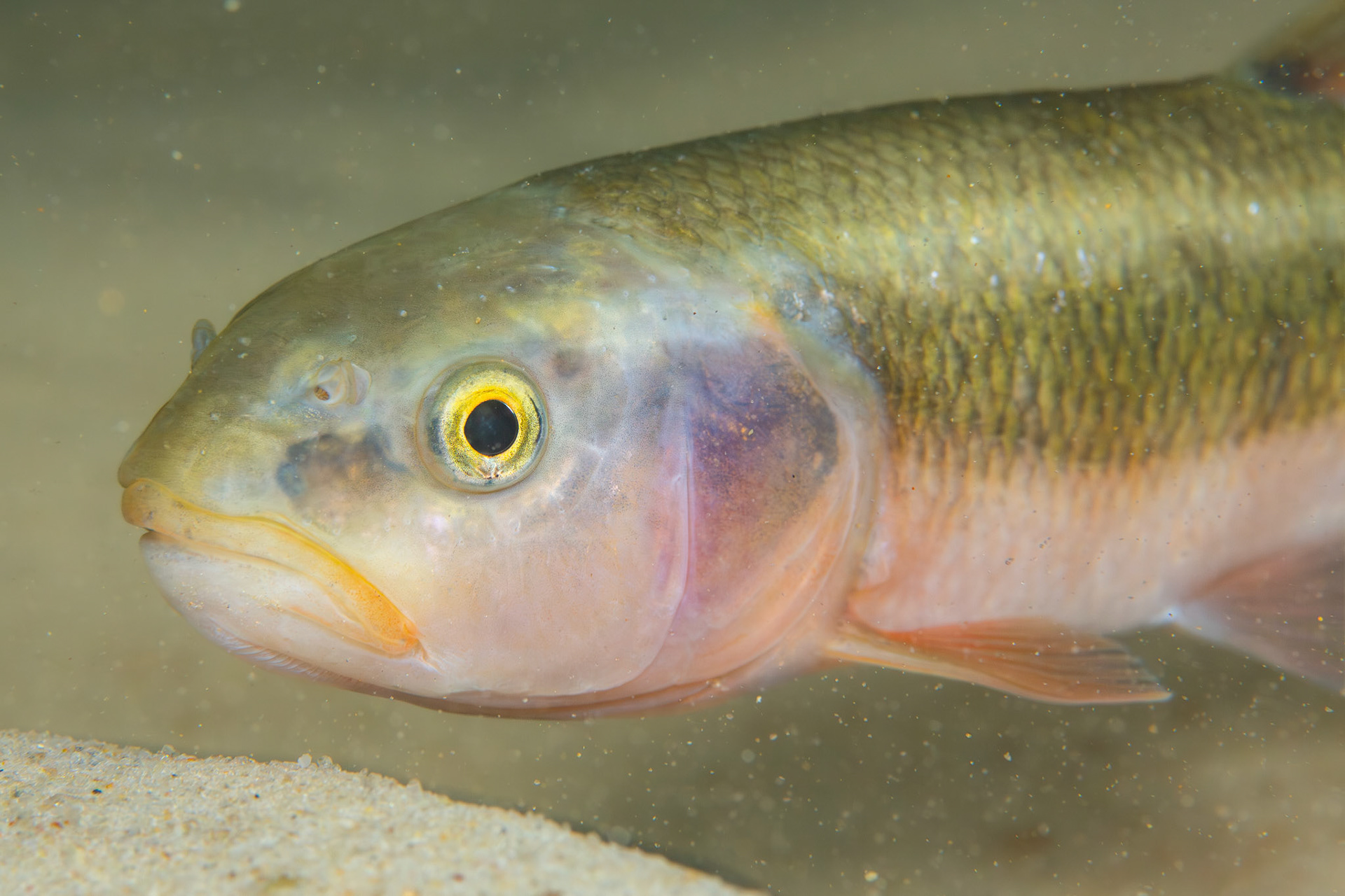 Dixie Chub