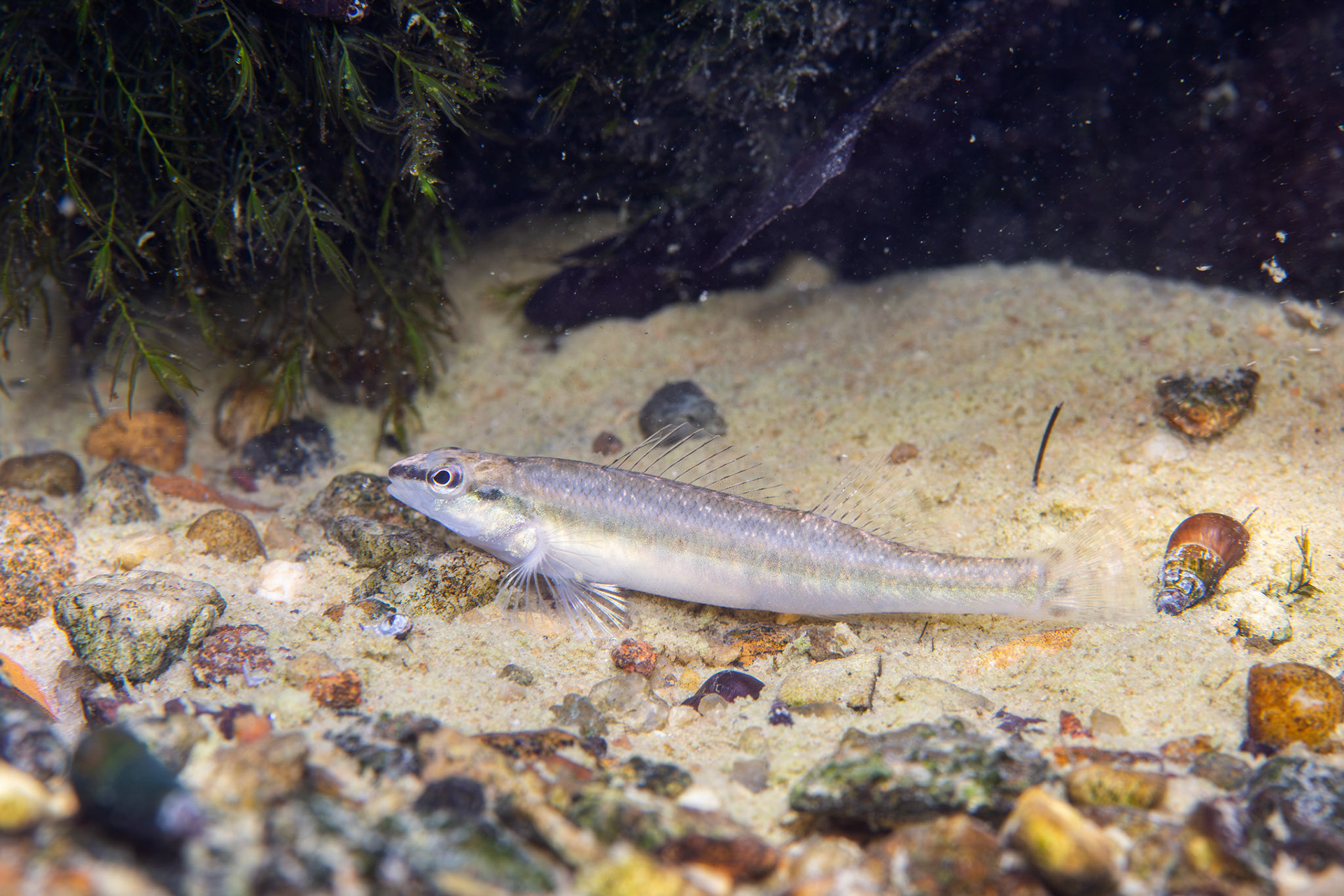 Blackbanded Darter