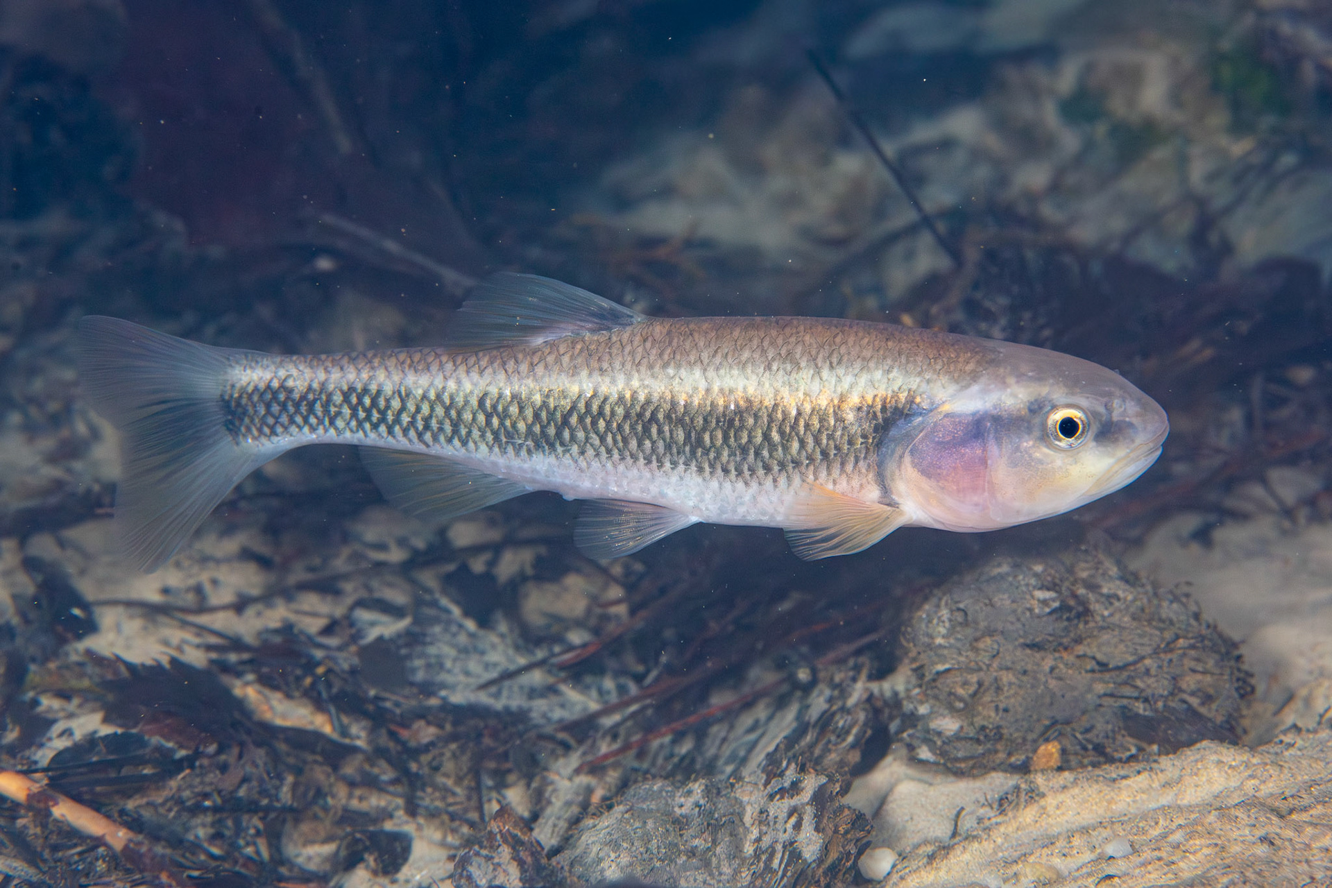 Dixie Chub