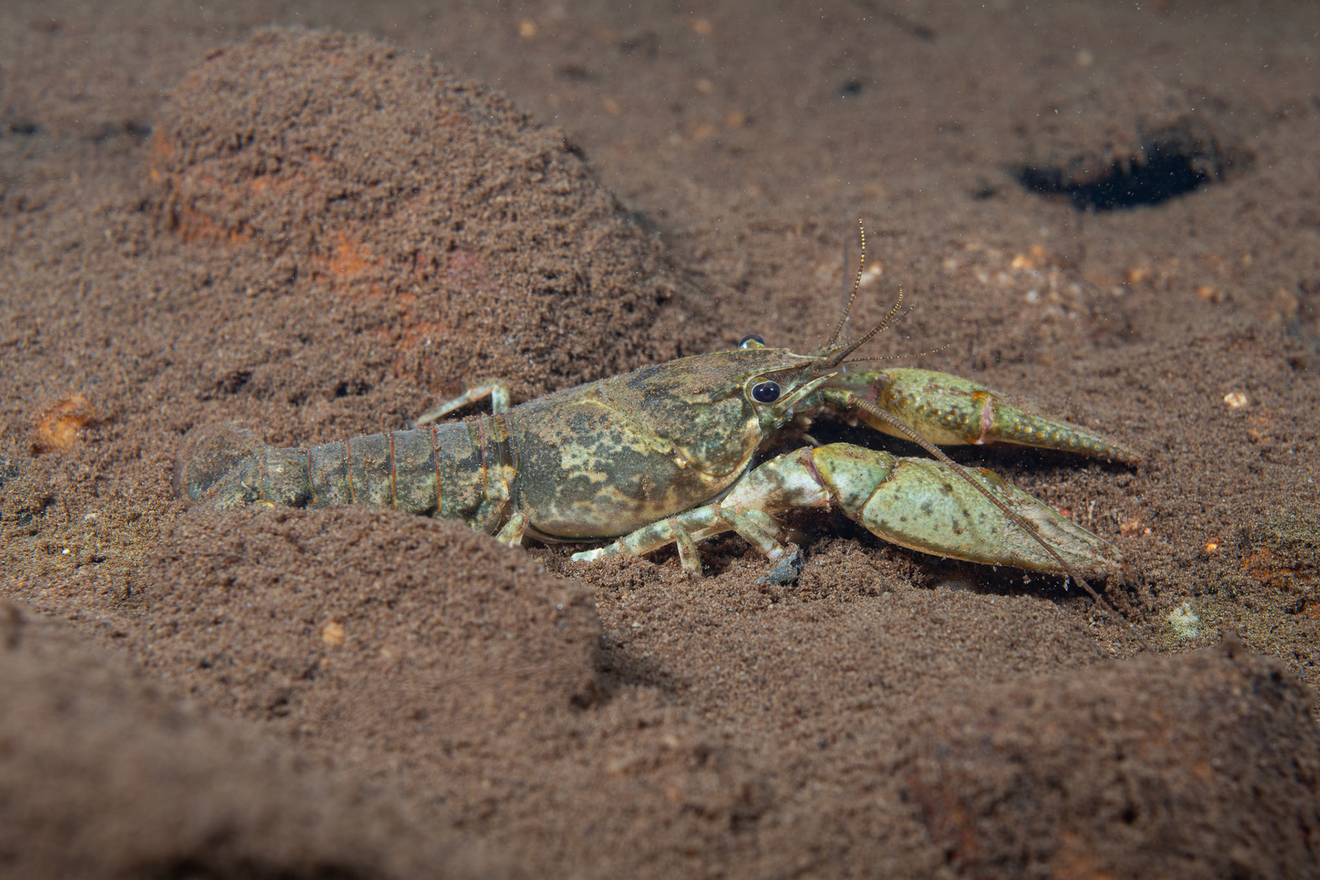 Powerful Crayfish
