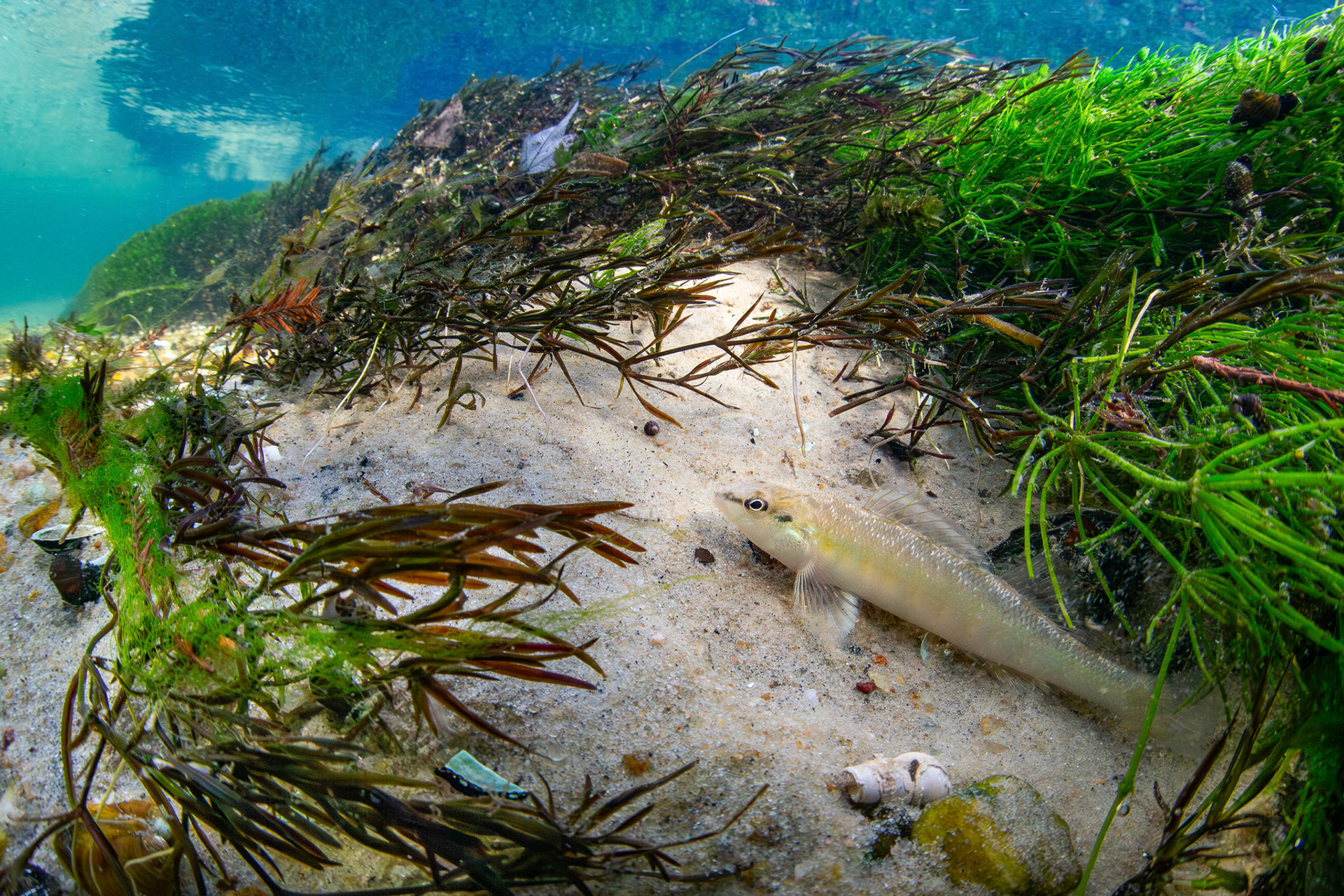 Blackbanded Darter