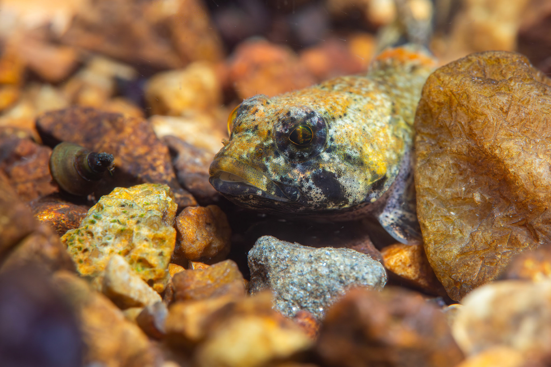Banded Sculpin (Cottus carolinae)