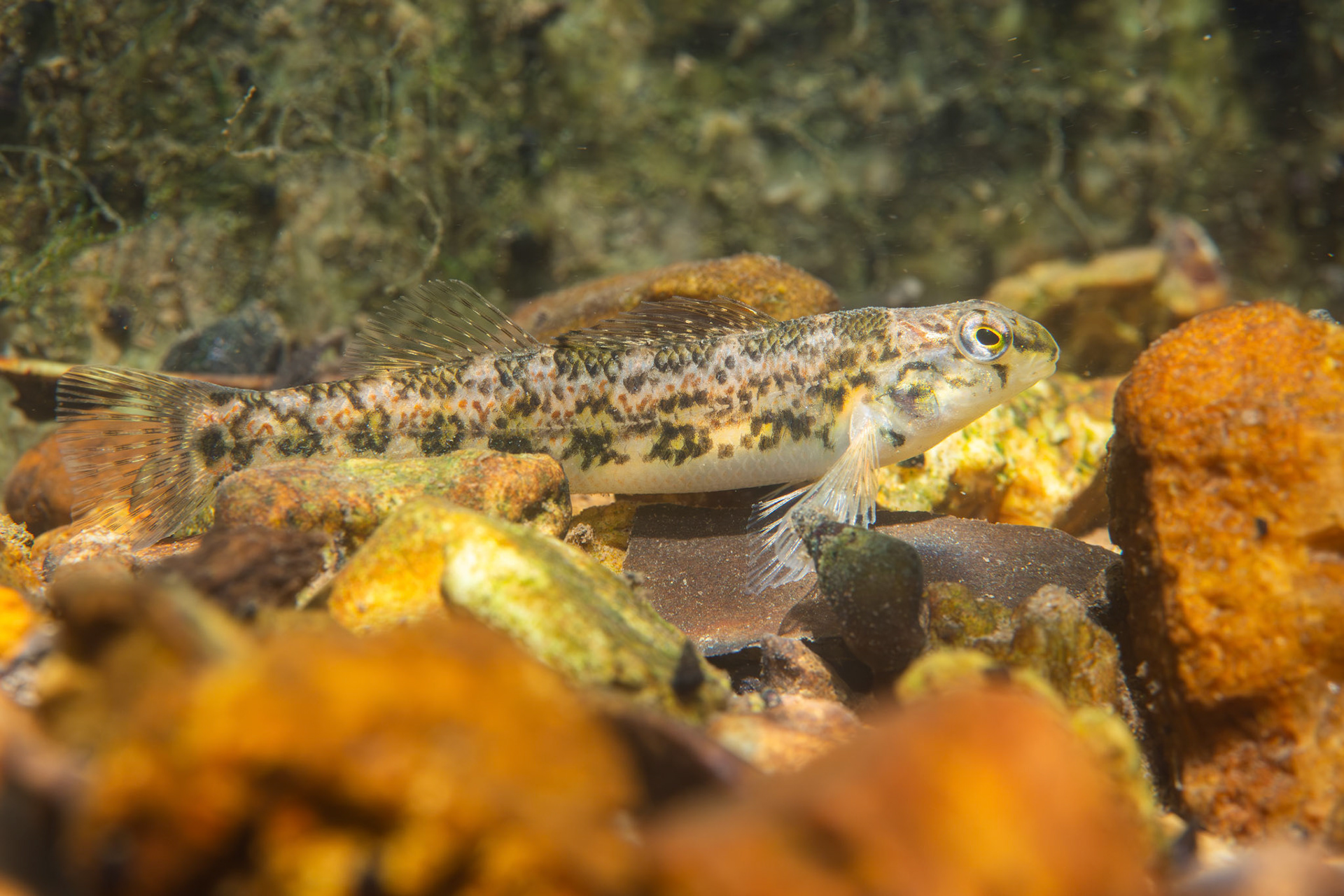 Vermilion Darter (Etheostoma chermocki)
