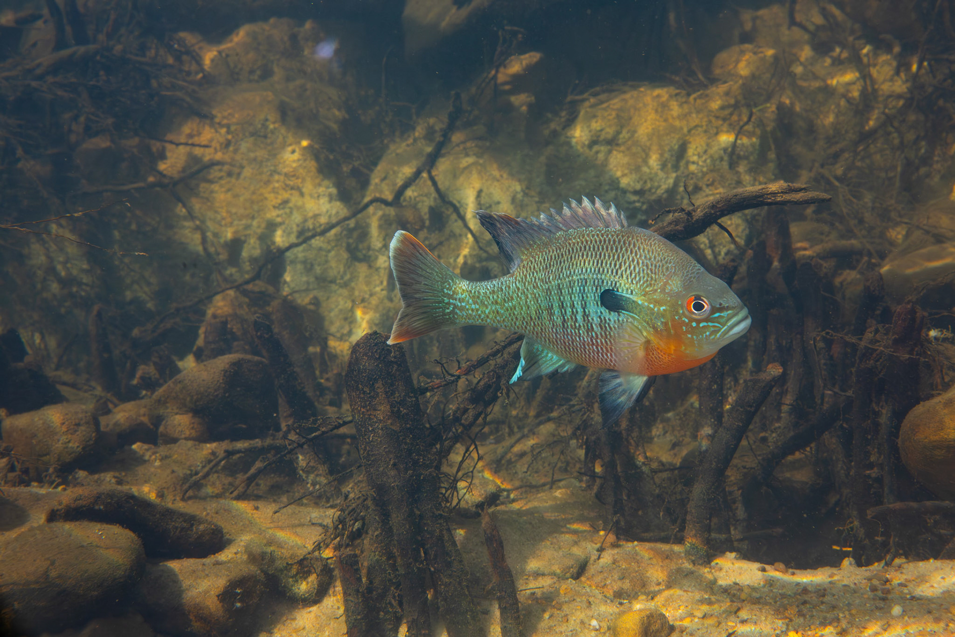 Redbreast Sunfish
